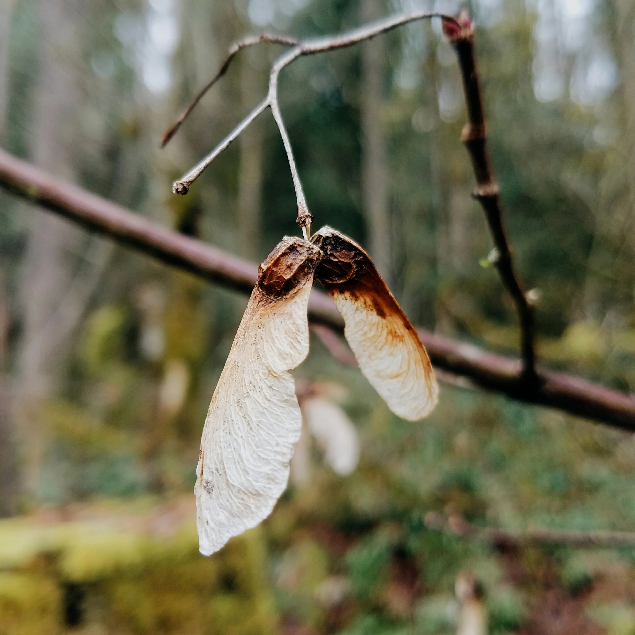 More remnants of fall