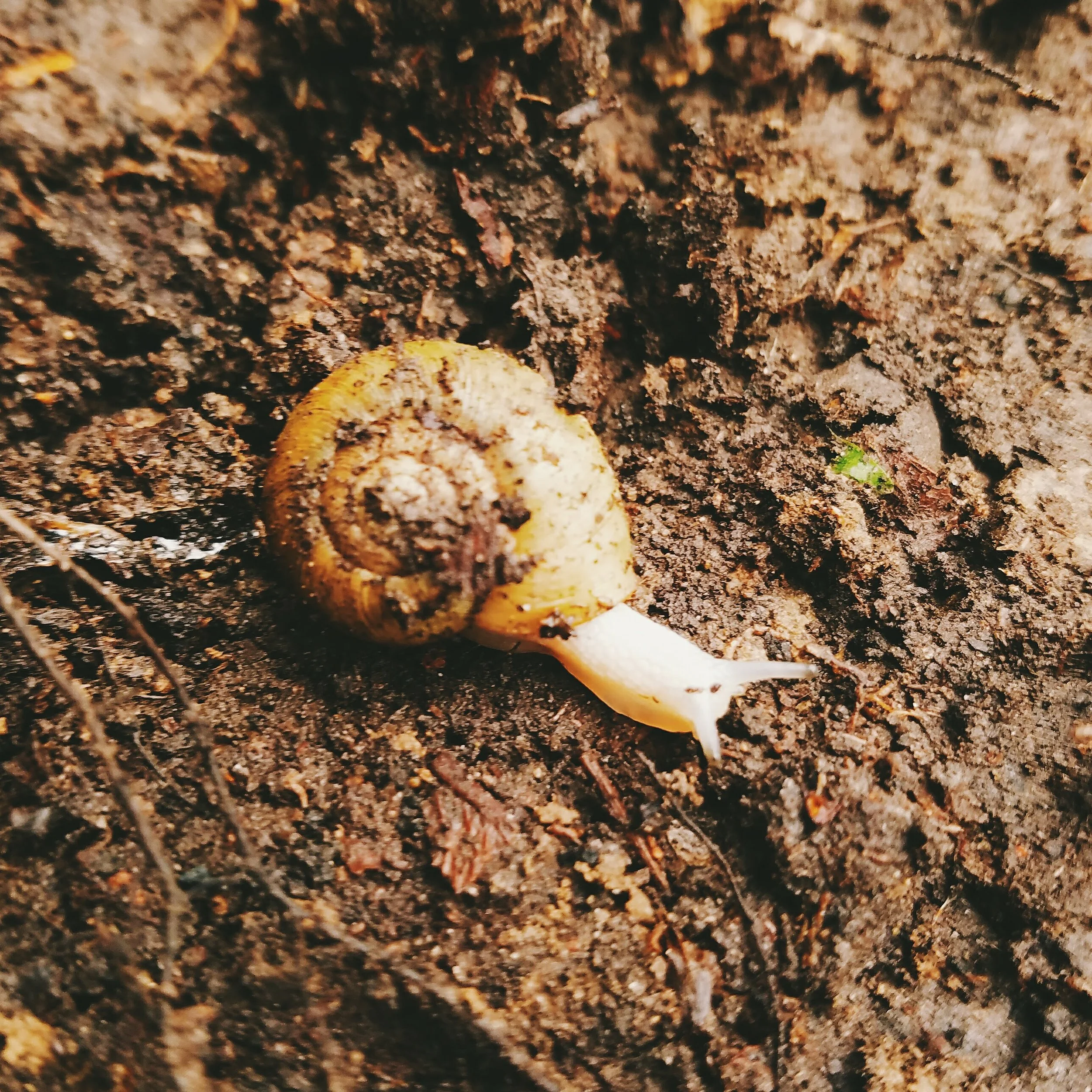 I unearthed several tiny snails while digging through the top layer of organic soil. Sorry for waking you early for spring little guy!