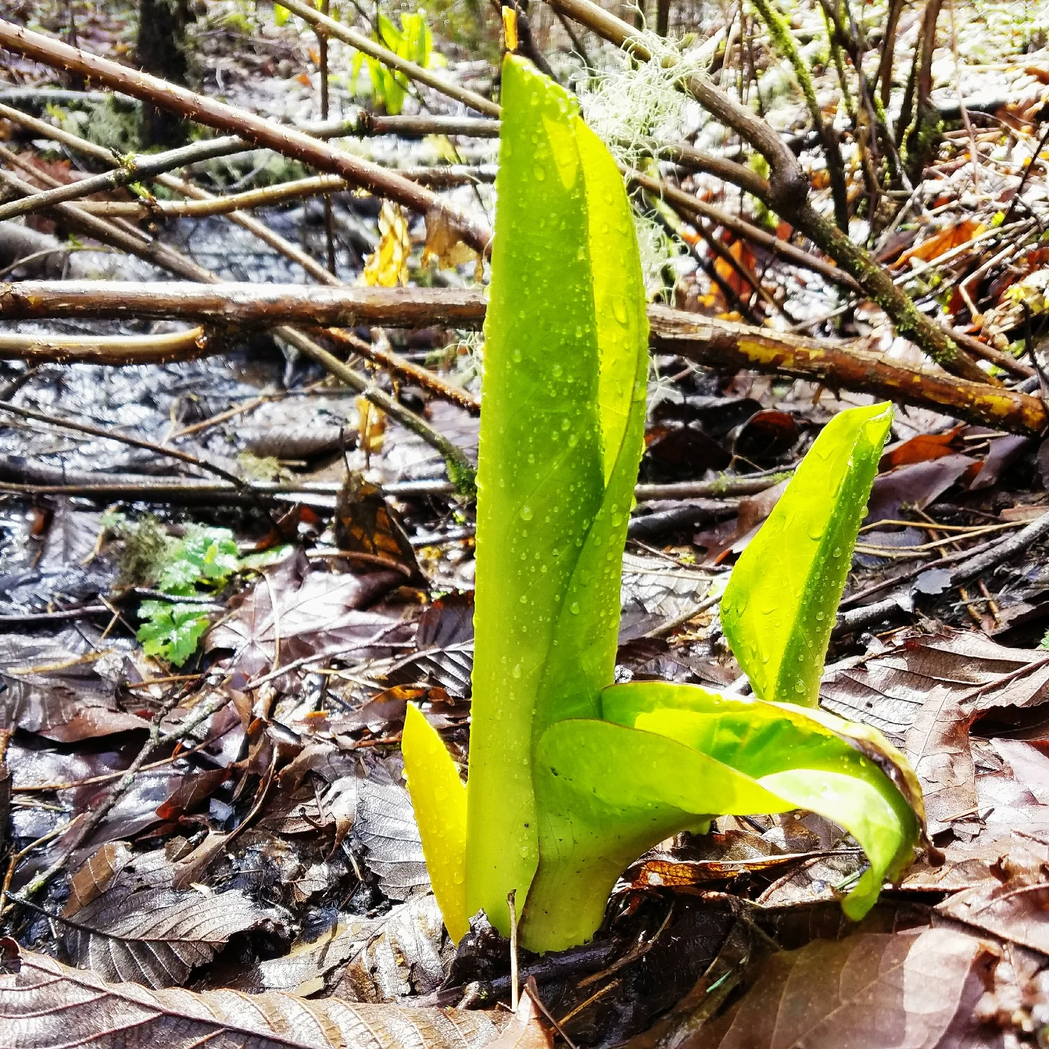Favorite signs of spring #2: skunk cabbage - sunny and oh so stinky