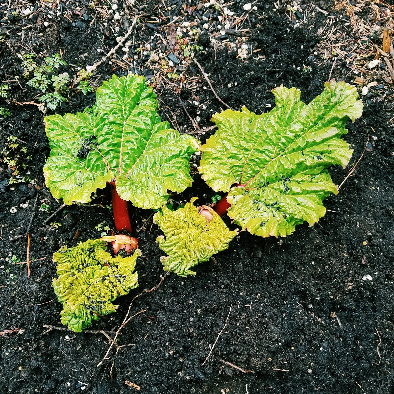 Favorite signs of spring #1: Rhubarb sprouting in my parents backyard