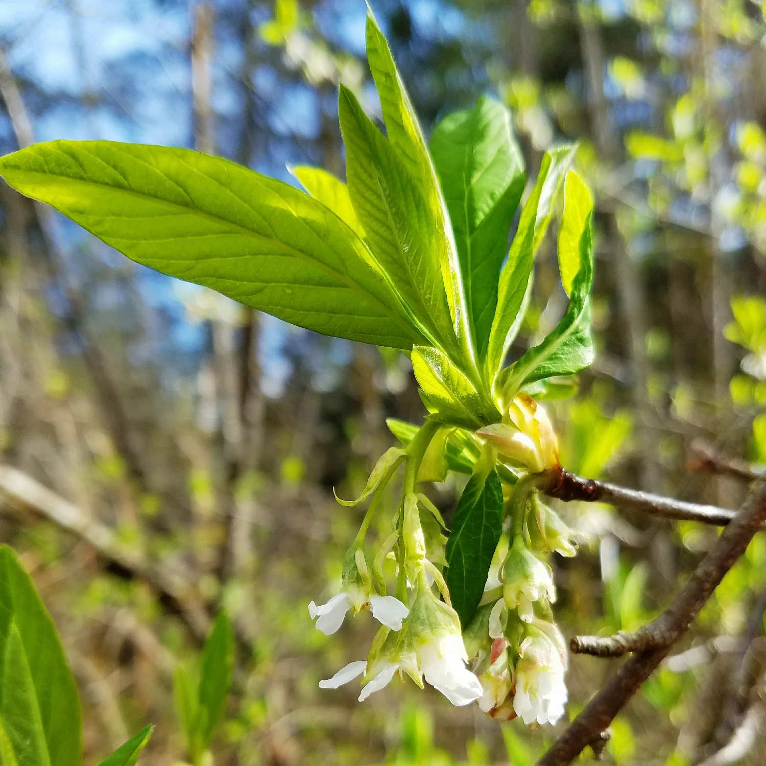 Indian plum basking in the momentary sun