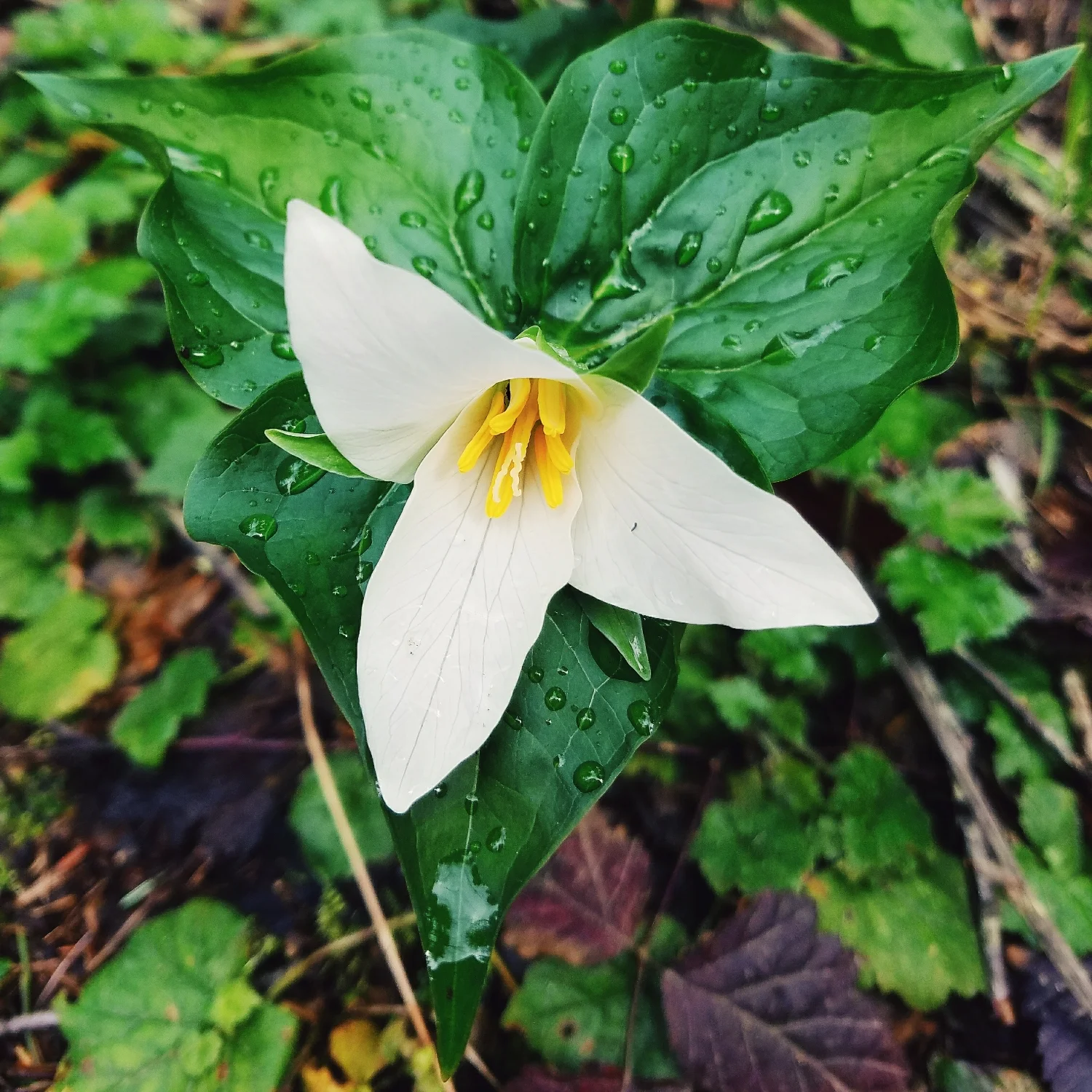 Pretty little rain soaked trillium