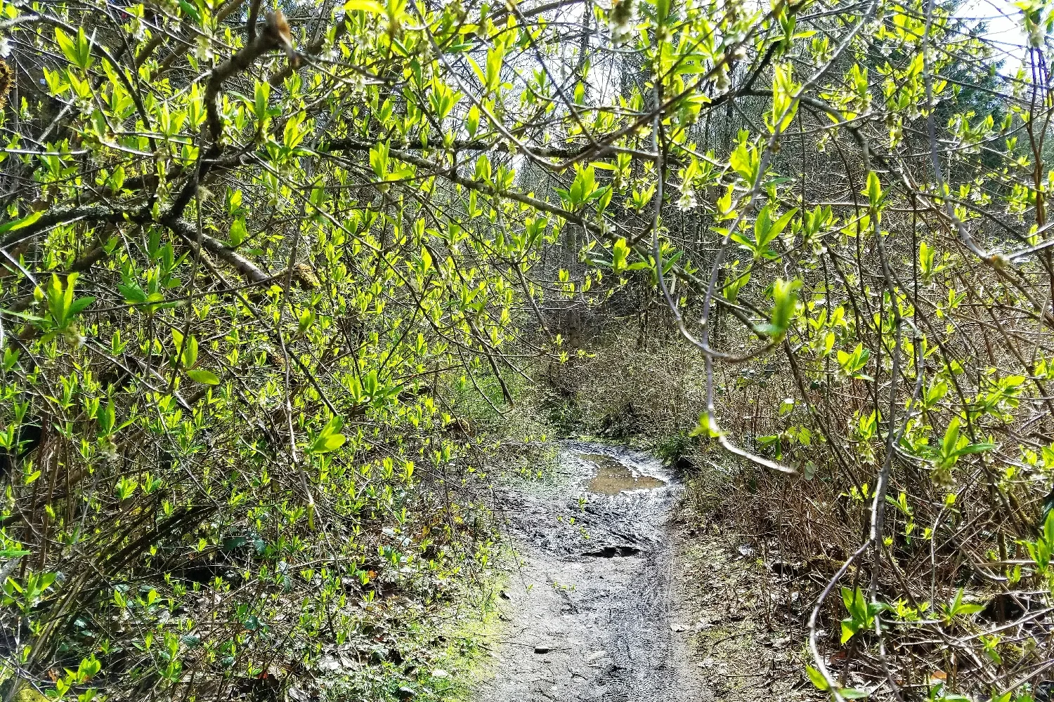 Spring trails in the PNW: tons of green and tons of mud!
