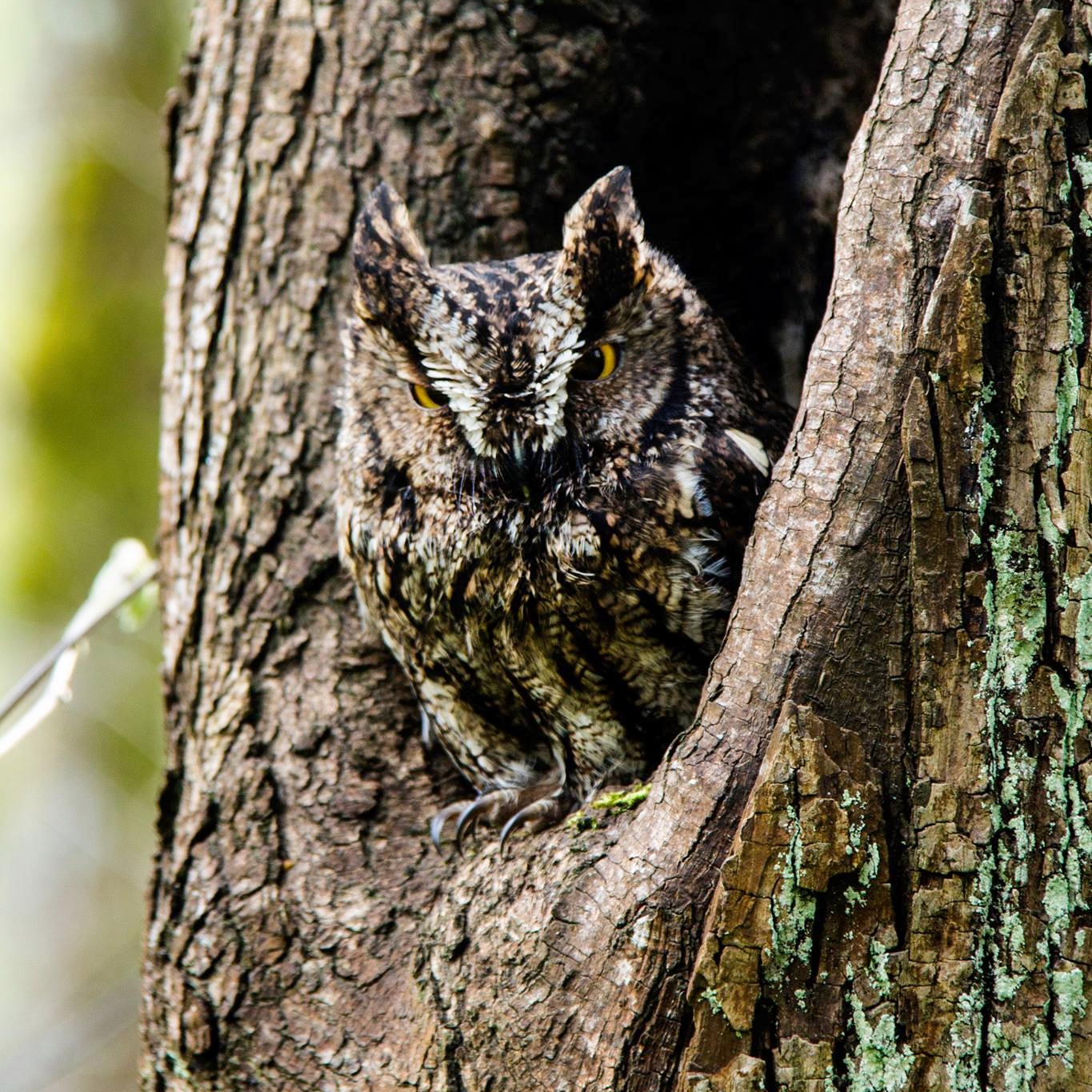 A cute little screech owl I met on the Powerline Trail