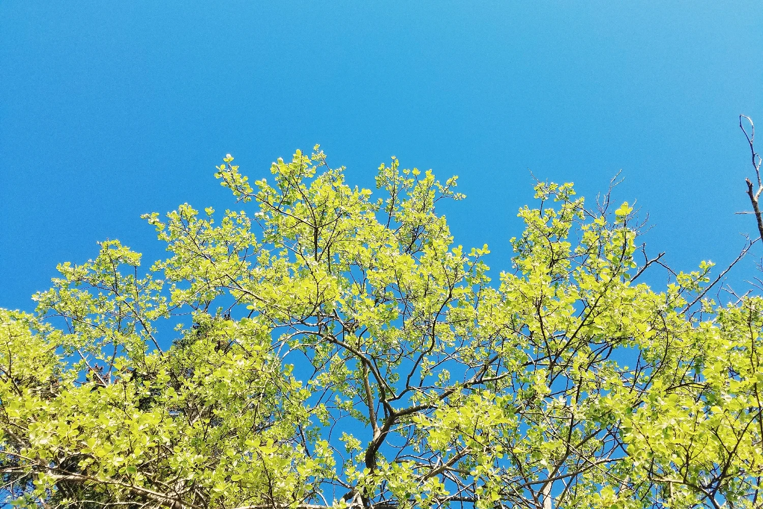 The vibrant green of new leaves