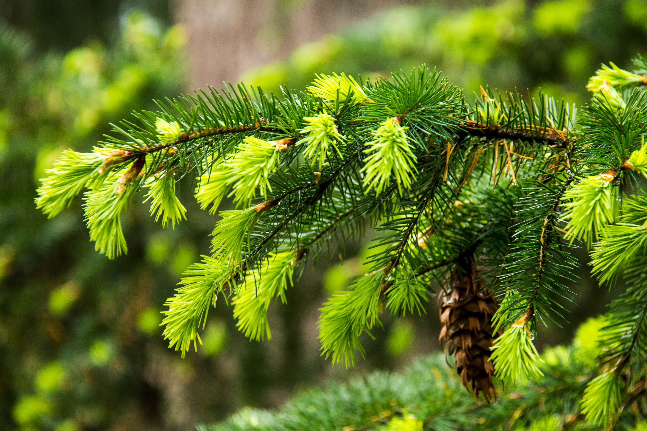 The view out my window all week has been of the new spring growth of conifers