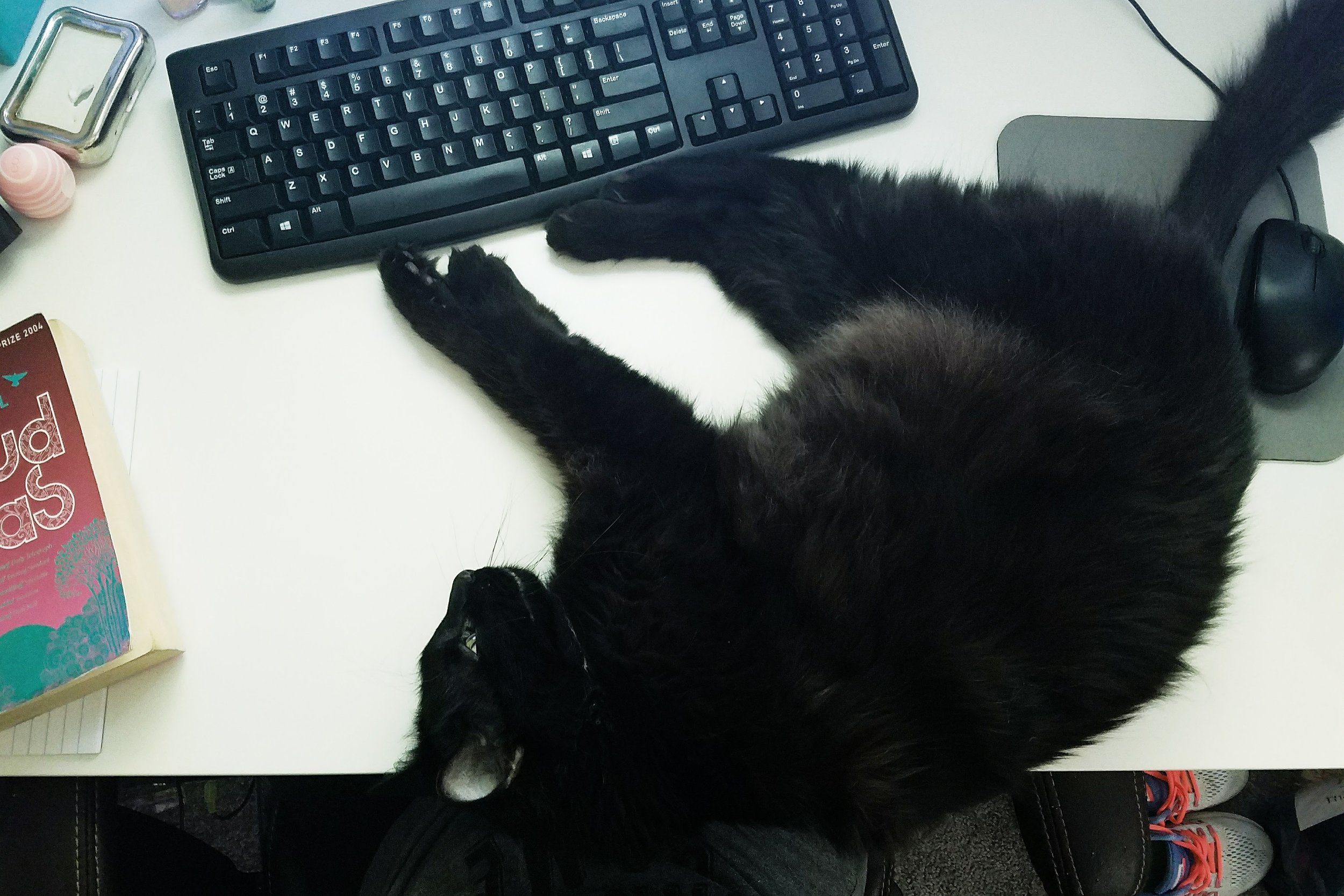 Someone wanted a little attention...