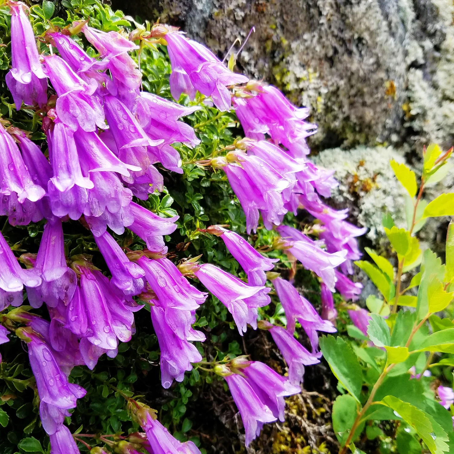 The giant granite boulders were covered in pretty rock penstemon