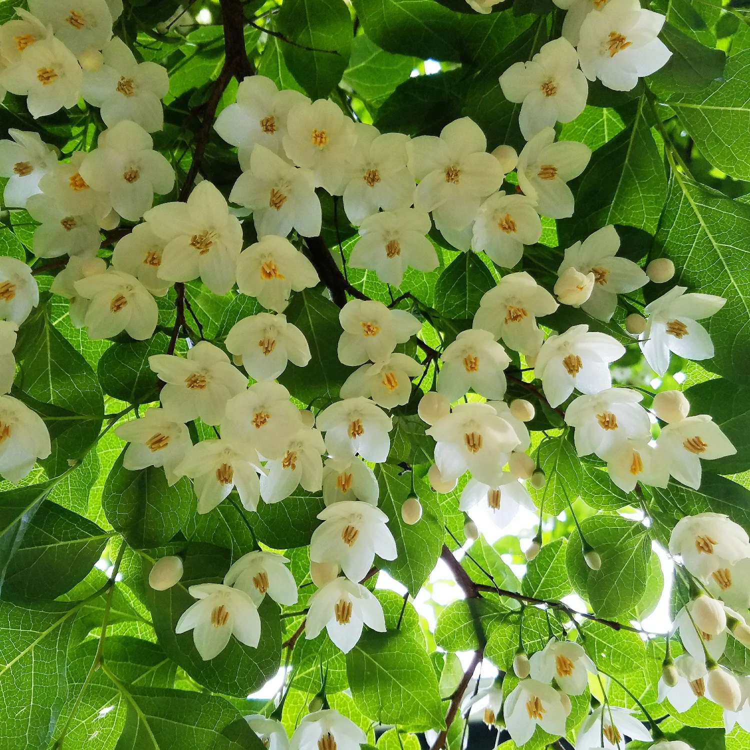 My parents have this beautiful Japanese Snowbell in their backyard, which I do not remember at all from my childhood!