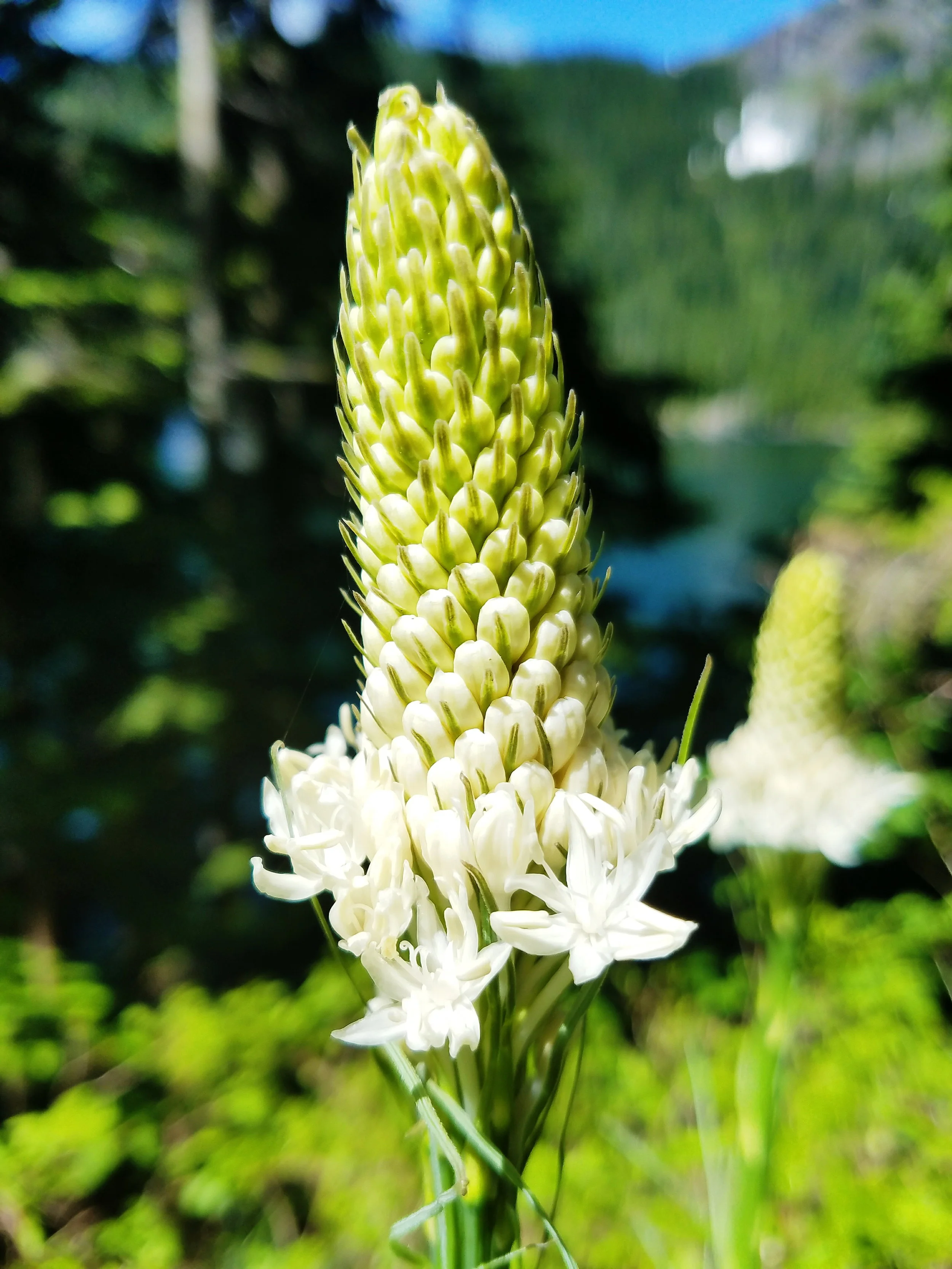 Beargrass just beginning to bloom