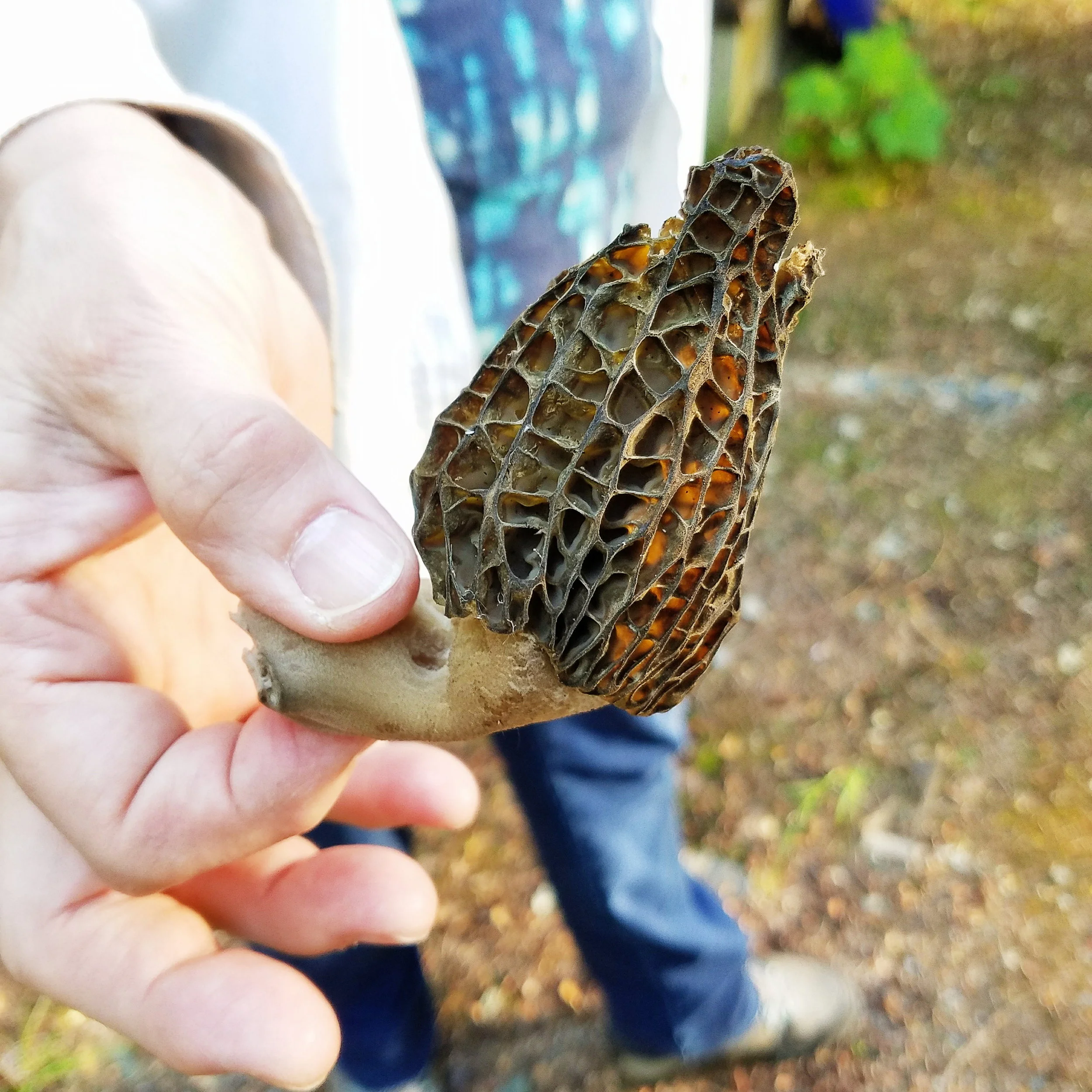 In case I didn't love my parents cabin enough, we found a morel growing the the fire pit!