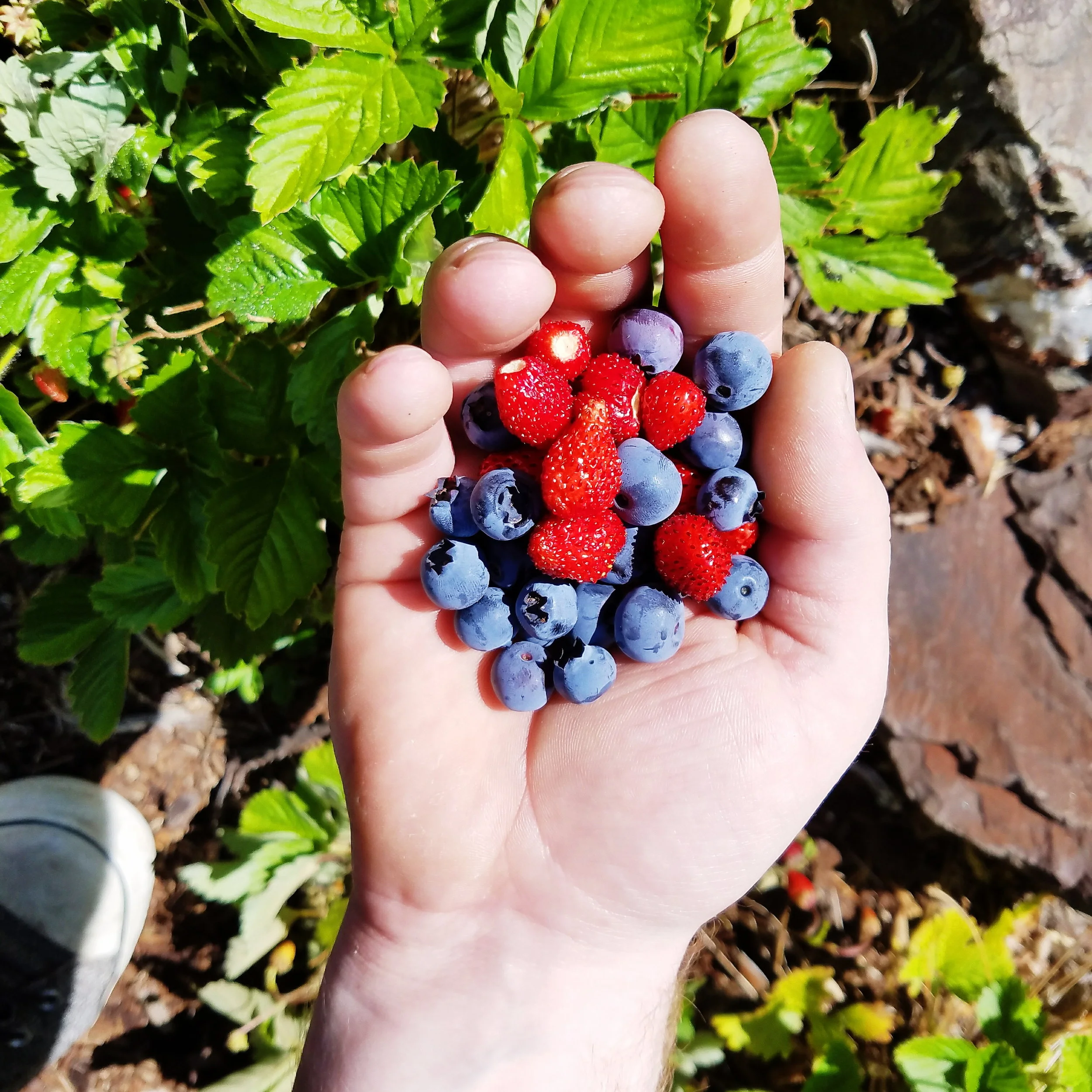 Berries in my parents yard! 