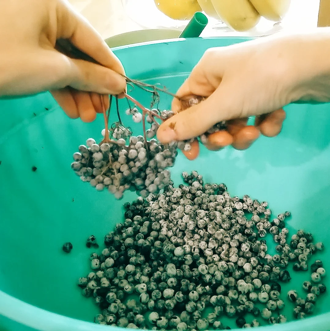 De-stemming elderberries is a tedious business, but definitely worth it