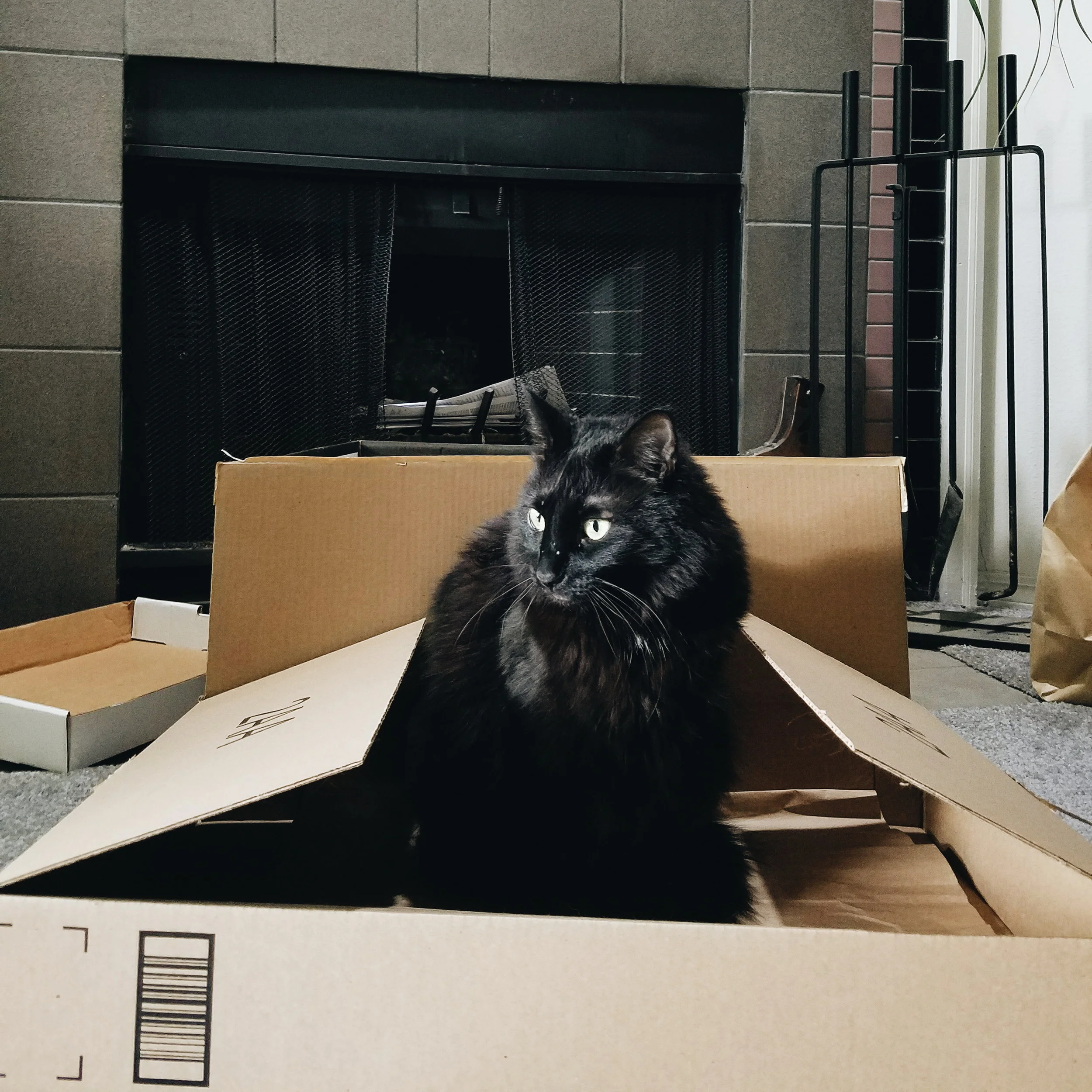 This guy really loves a good cardboard box! Every time I take one out to the recycling, I feel gulity