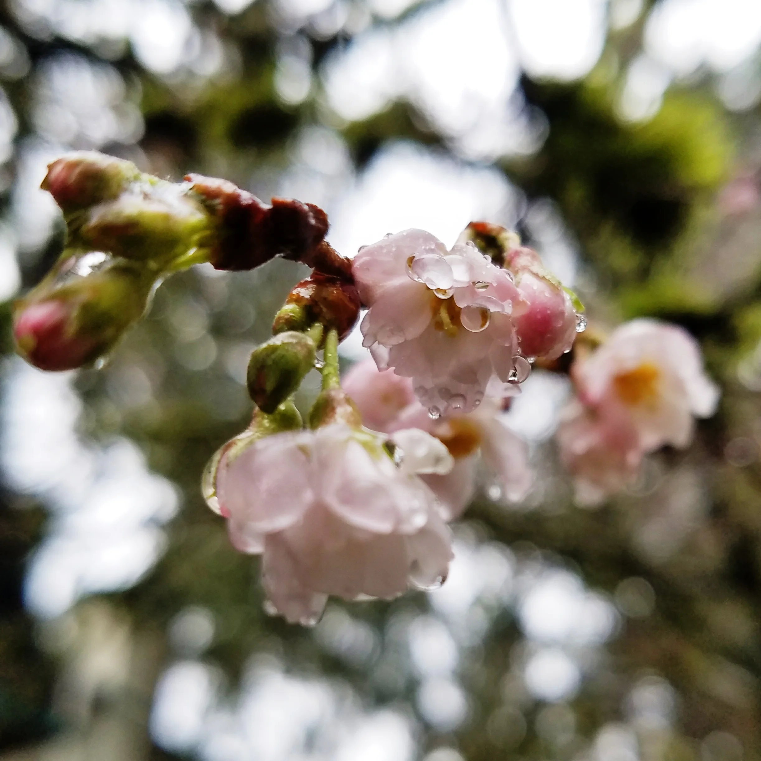 A little early for cherry blossoms...