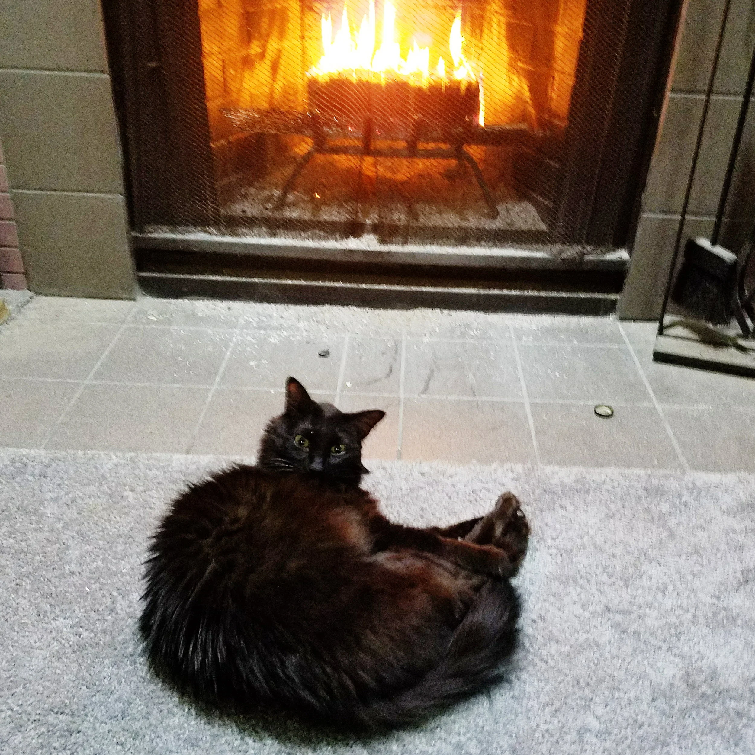 Getting dirty looks for oh-so-rudely interrupting his nap in front of the fire