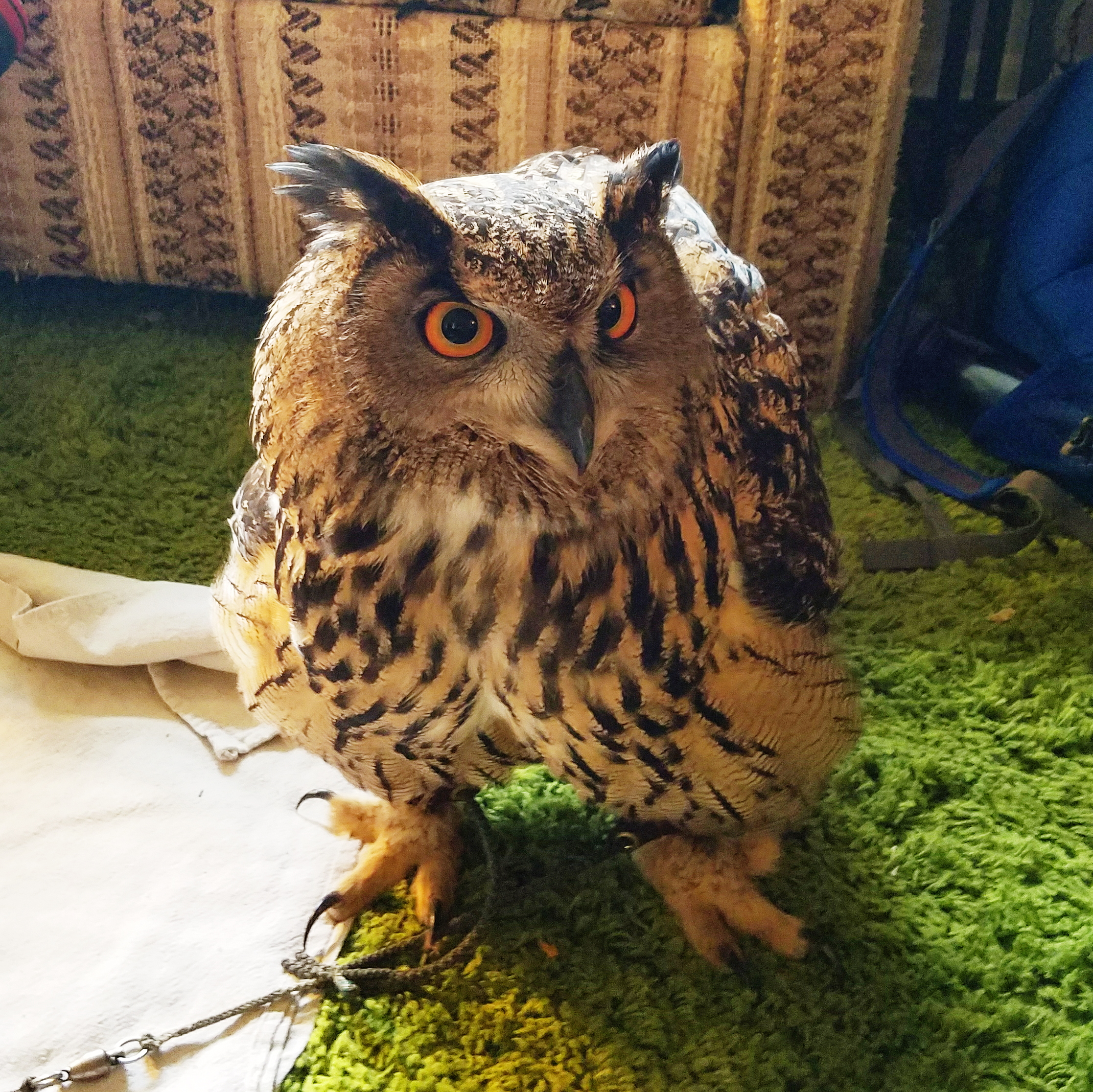 Ladybird the Eurasian eagle owl. She was SO impressive