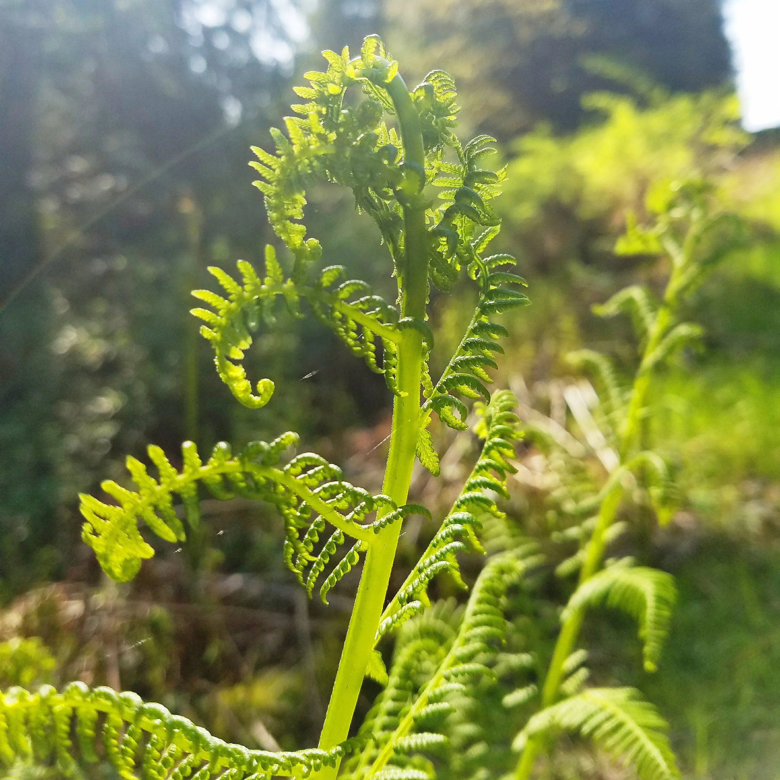 New ferns are so pretty! I know I take way too many photos of them, but I can't stop!