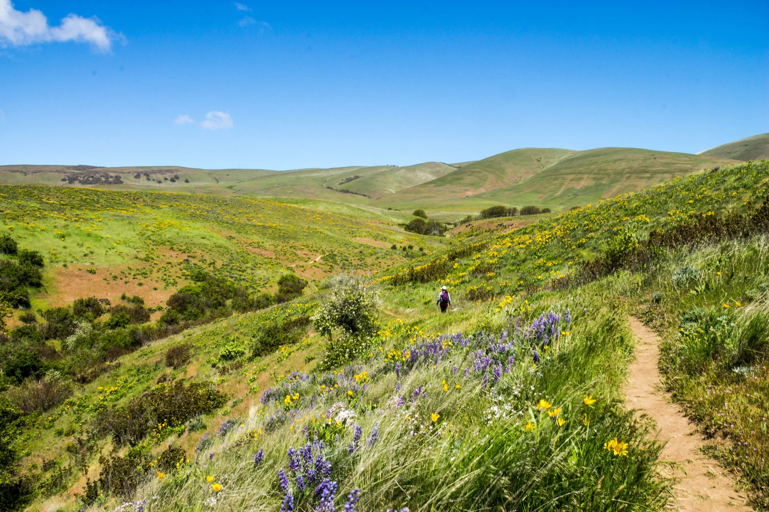 Dalles Mountain Ranch Tiny Pines