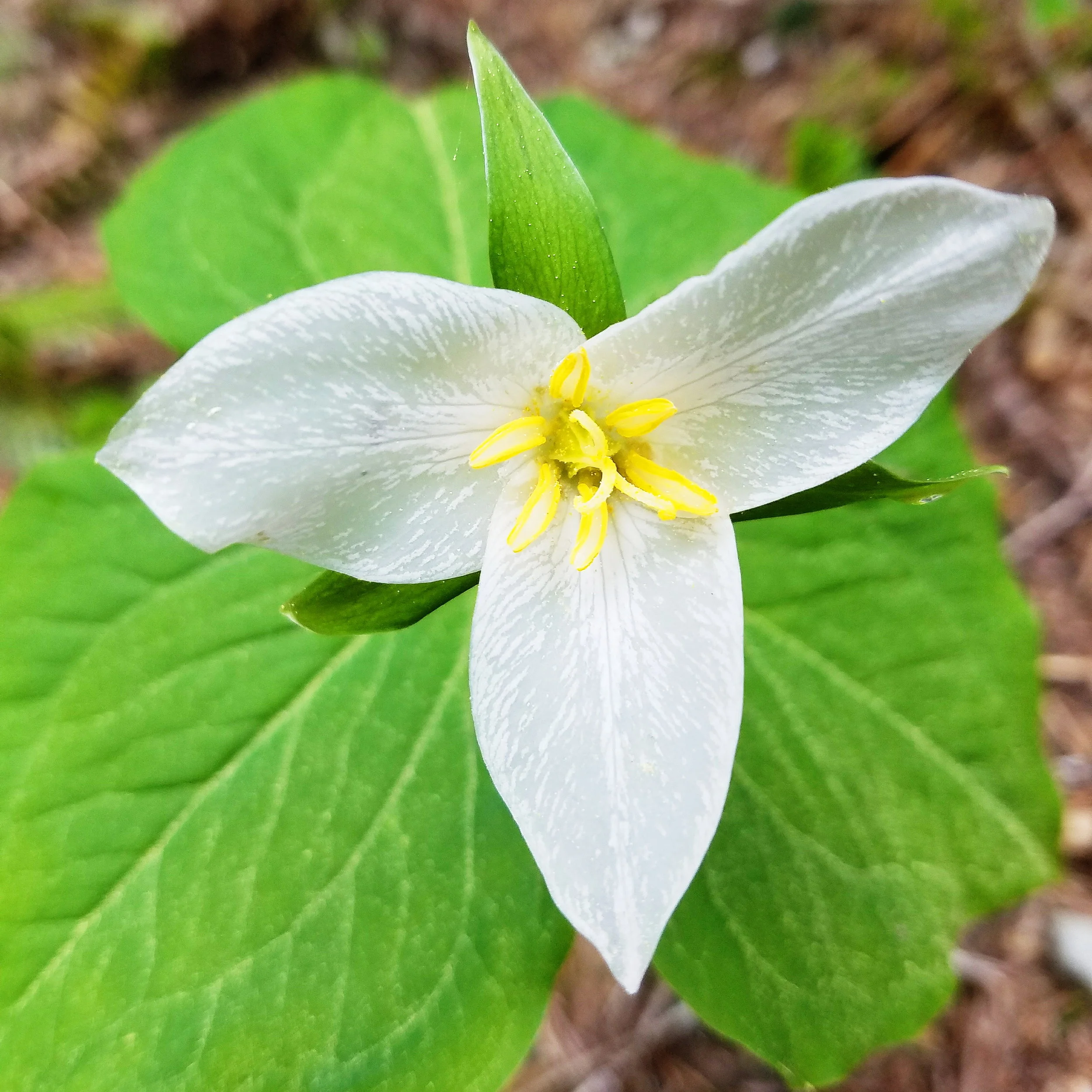 Tons of trillium during our work party and all around the cabin!