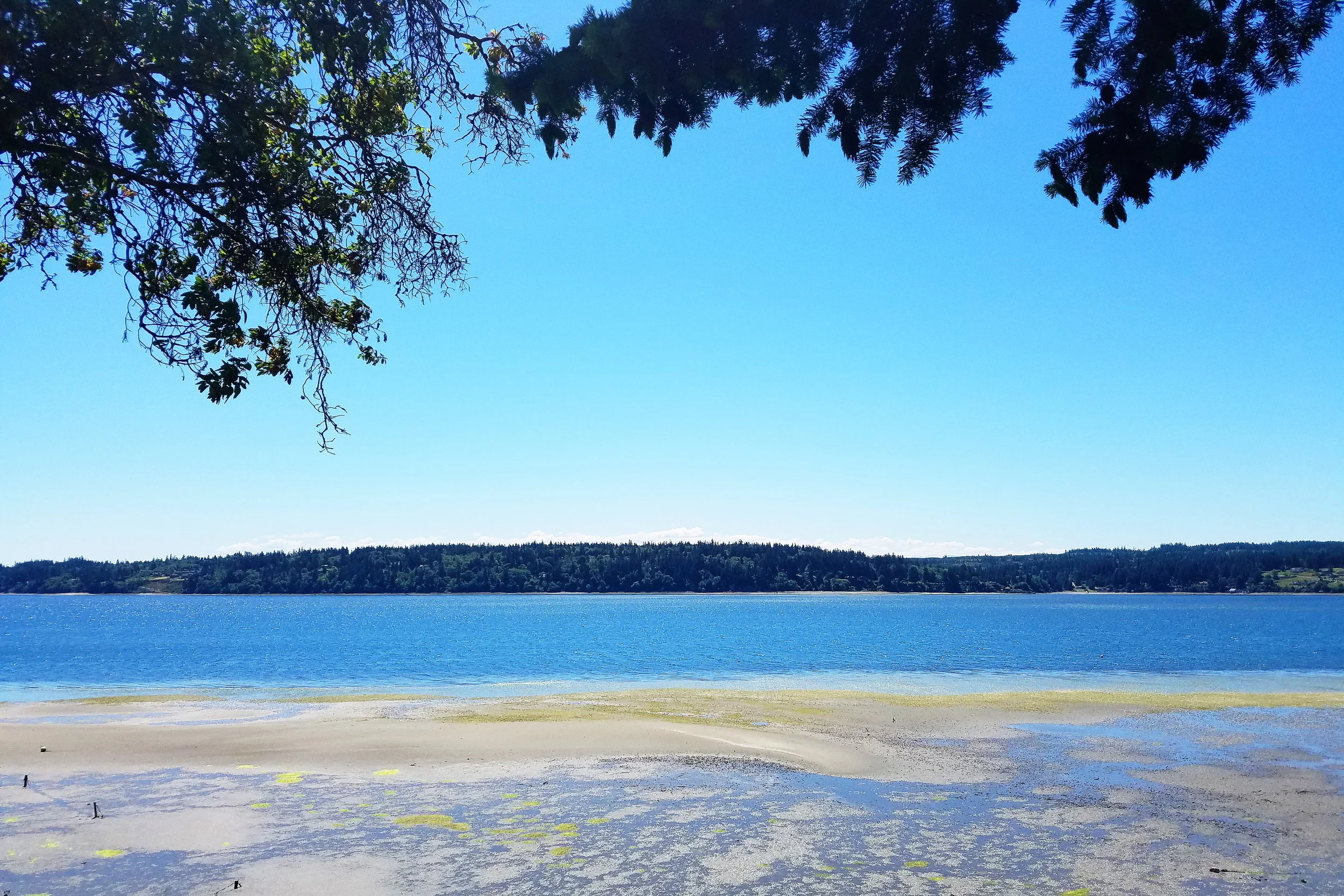 Extreme low tide on Whidbey Island