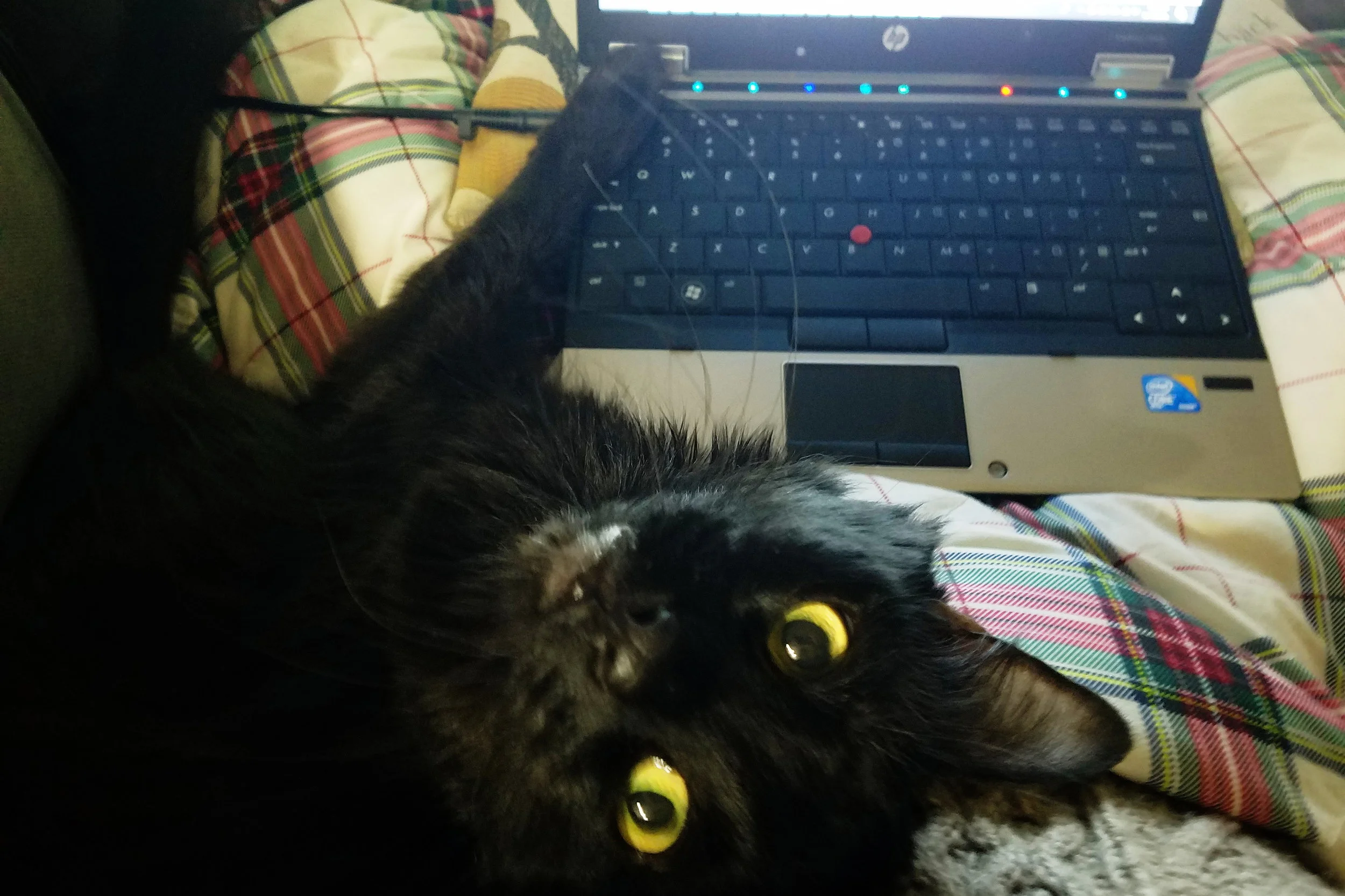 Someone does not approve of my laptop usage...
