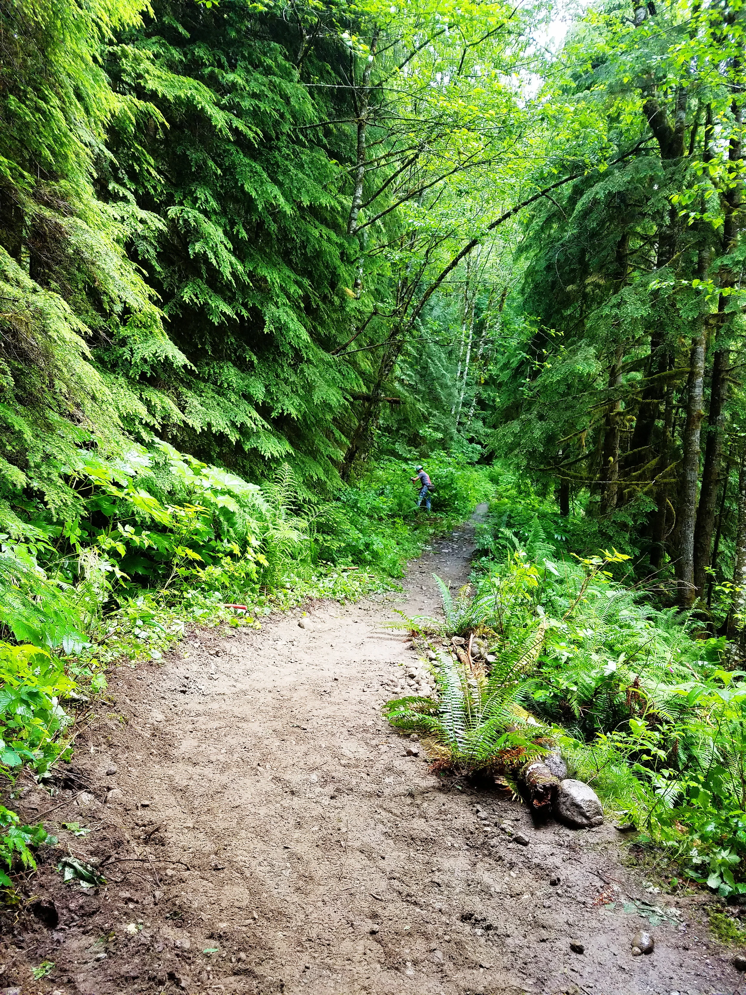 After, including the construction of a rock wall, shifting the tread away from the erosion, and planting a few ferns on each end to keep hikers off the edge.