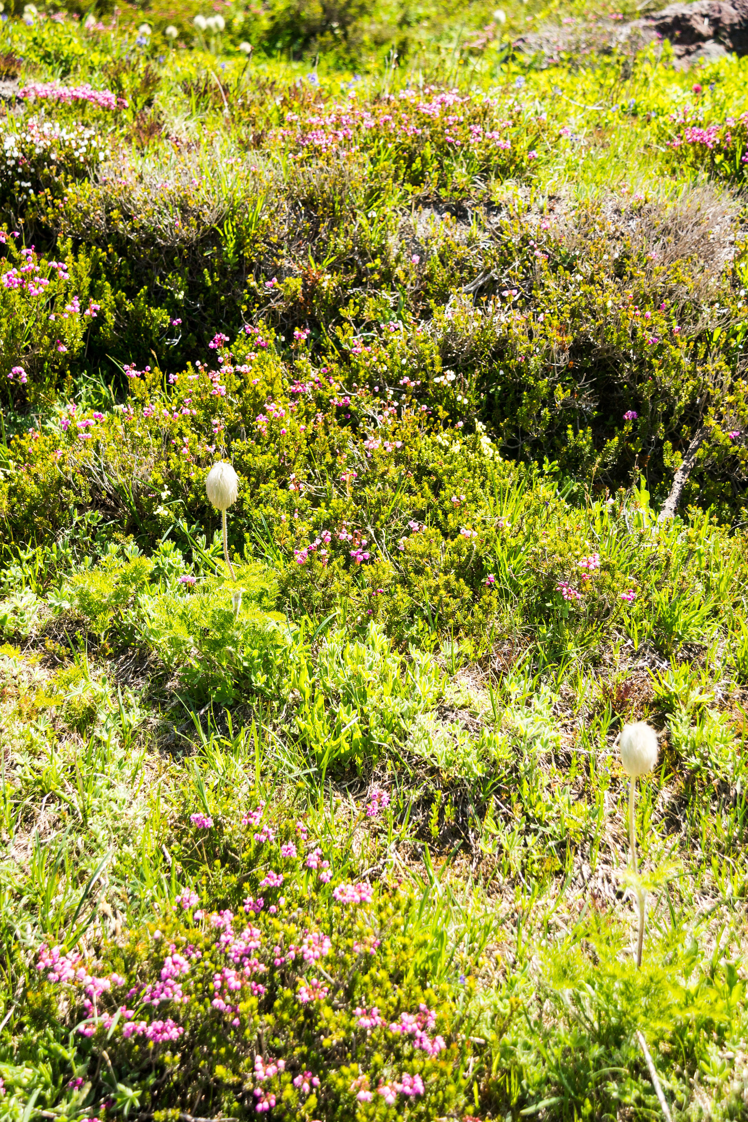 A sea of heather punctuated with a few Seussian western anemone gone to seed