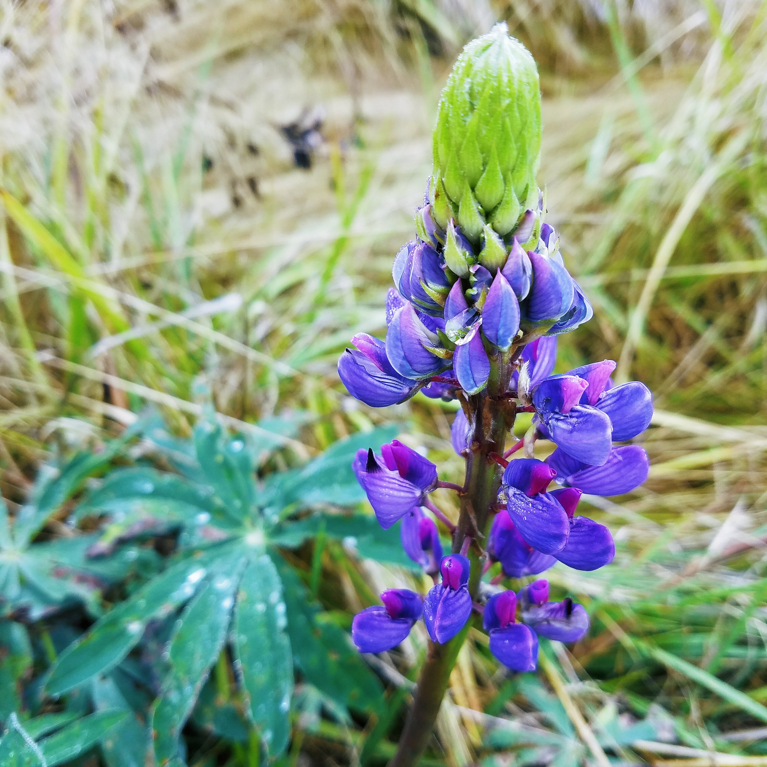 Lupine in September? Seriously?