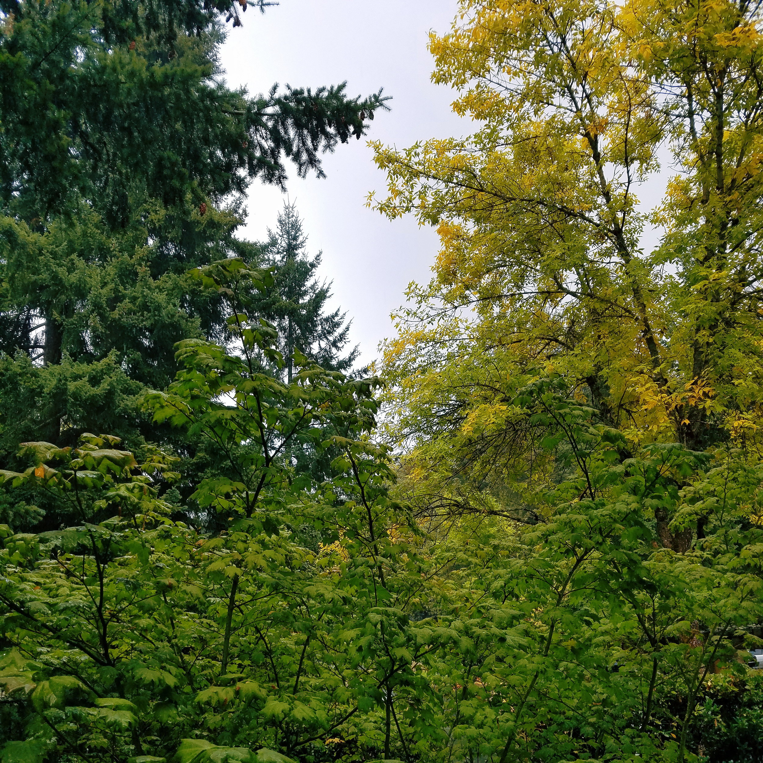 Grey skies and just a hint of fall color - my favorite season is here!