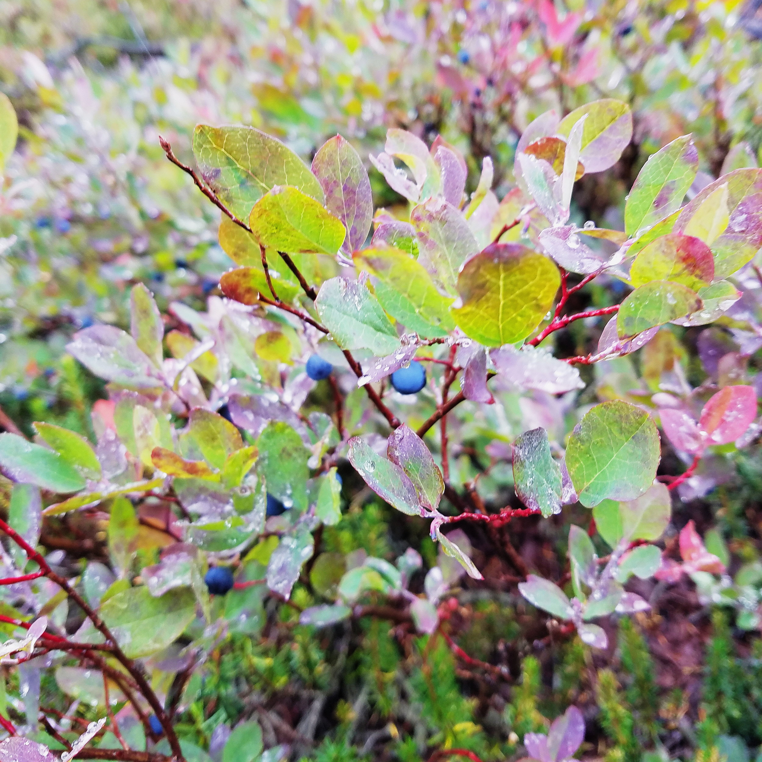 Mt Baker blueberries - my all time favorite!