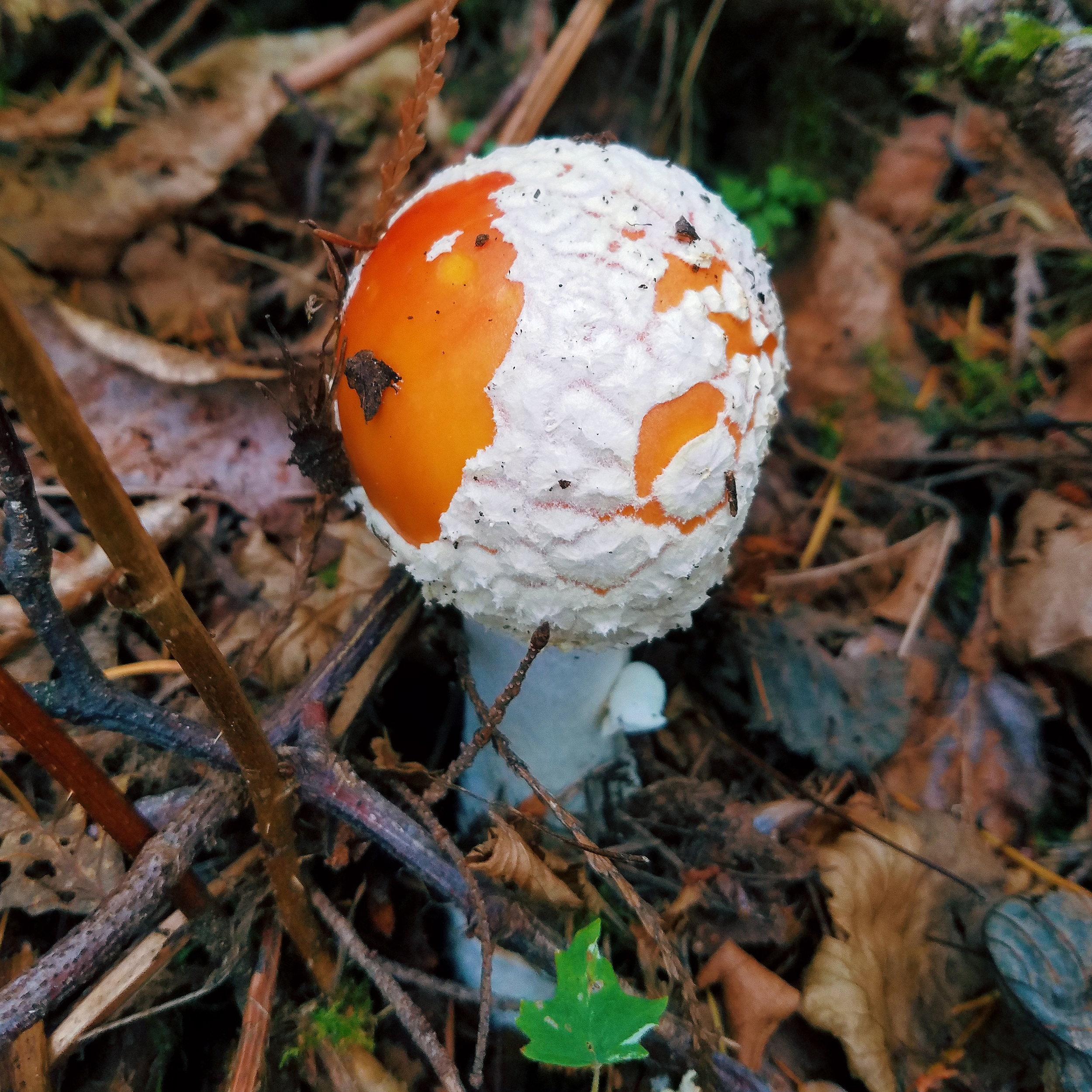 Fly amanita - one of the most photogenic fungi