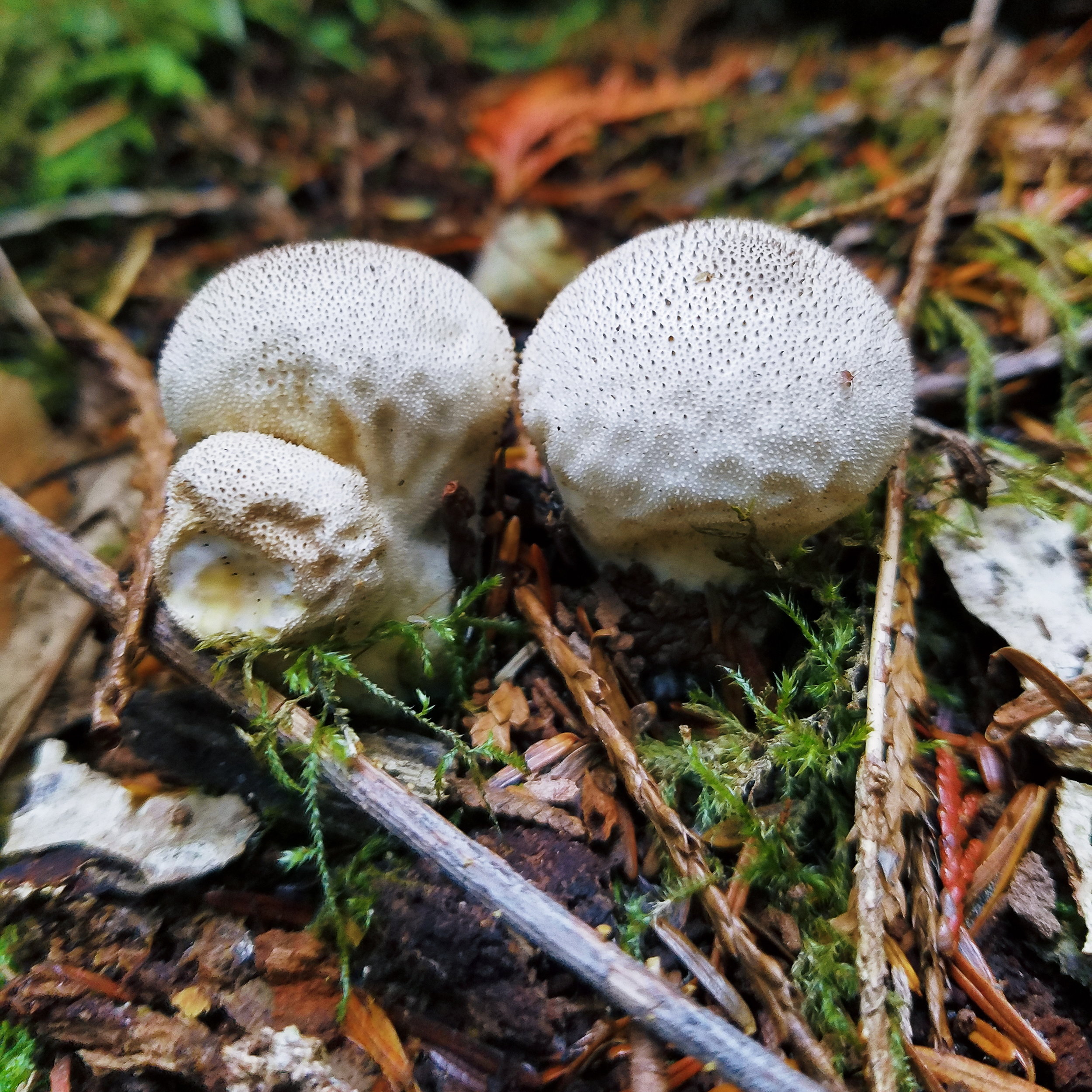 Tiny little puffballs!