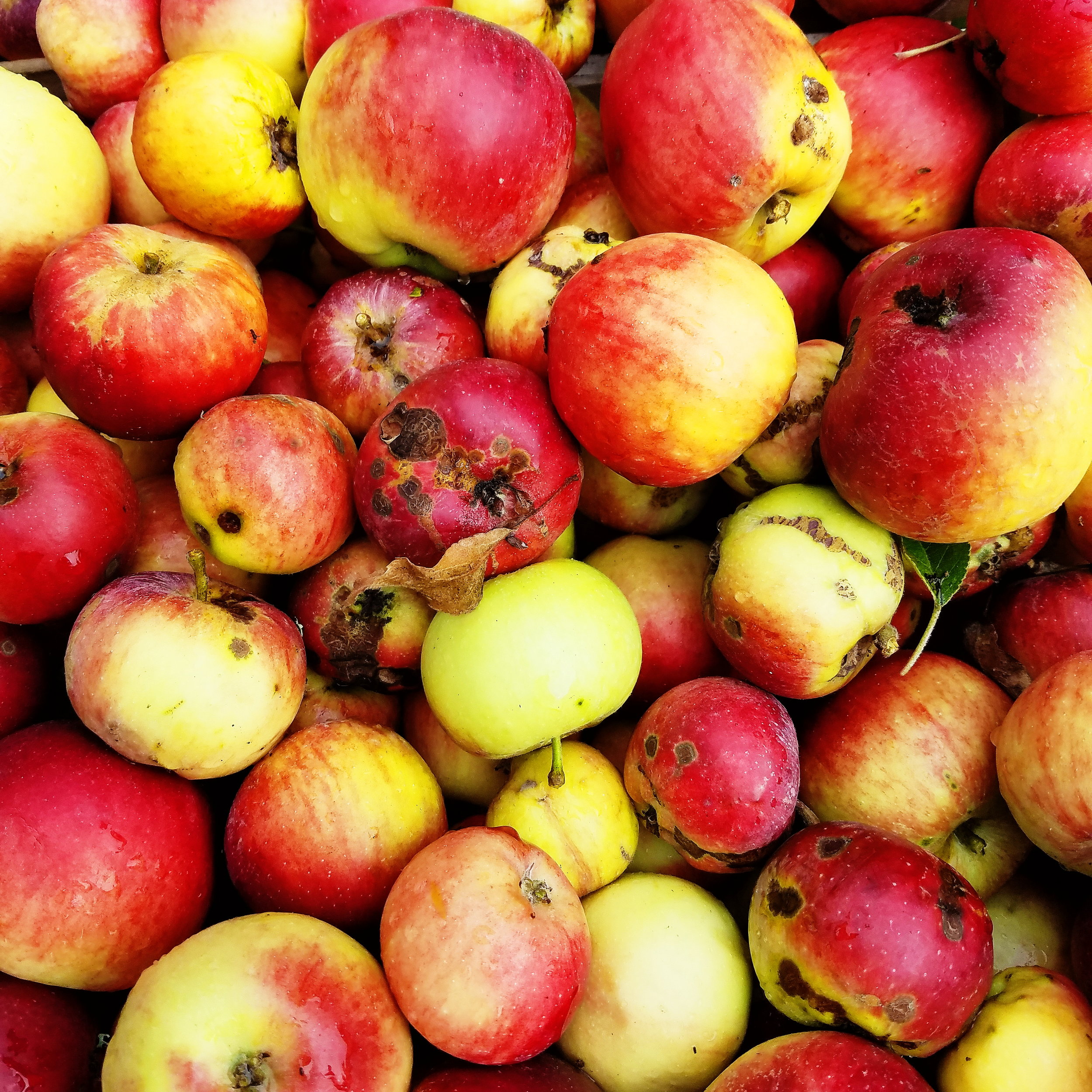 So many apples this year!