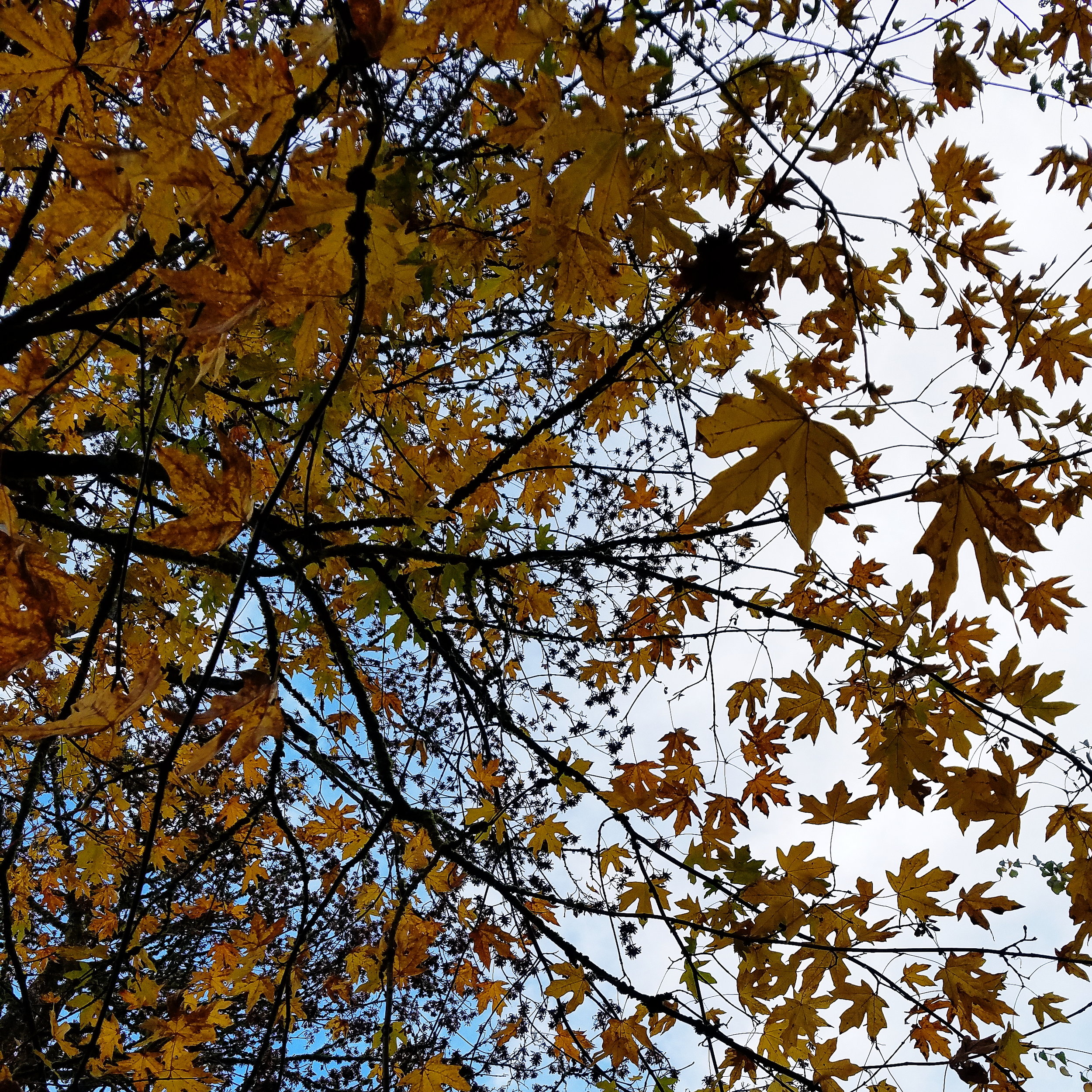 Also, there were still leaves on the trees?!