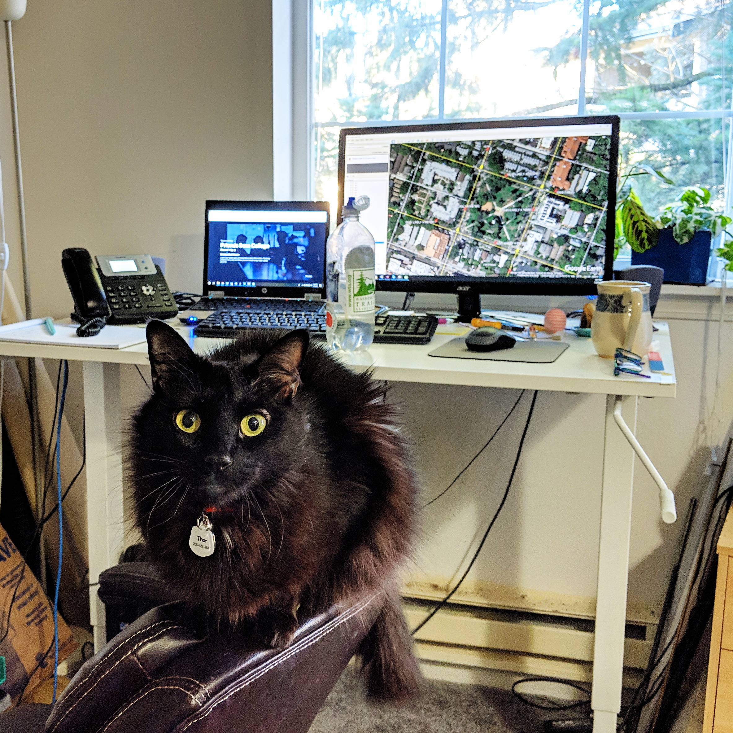 vs weekday kitty supervising my work