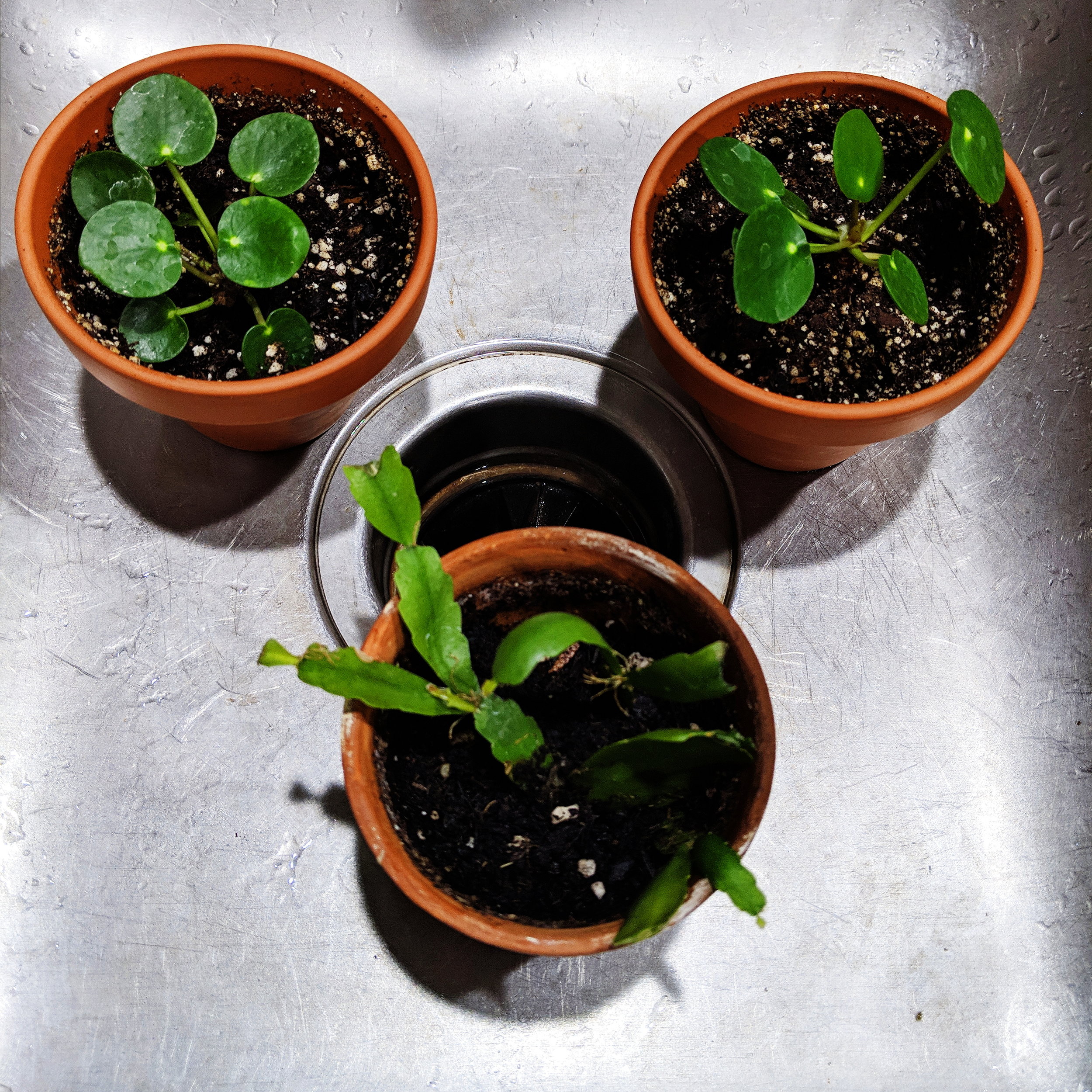 Watering my little plant babies