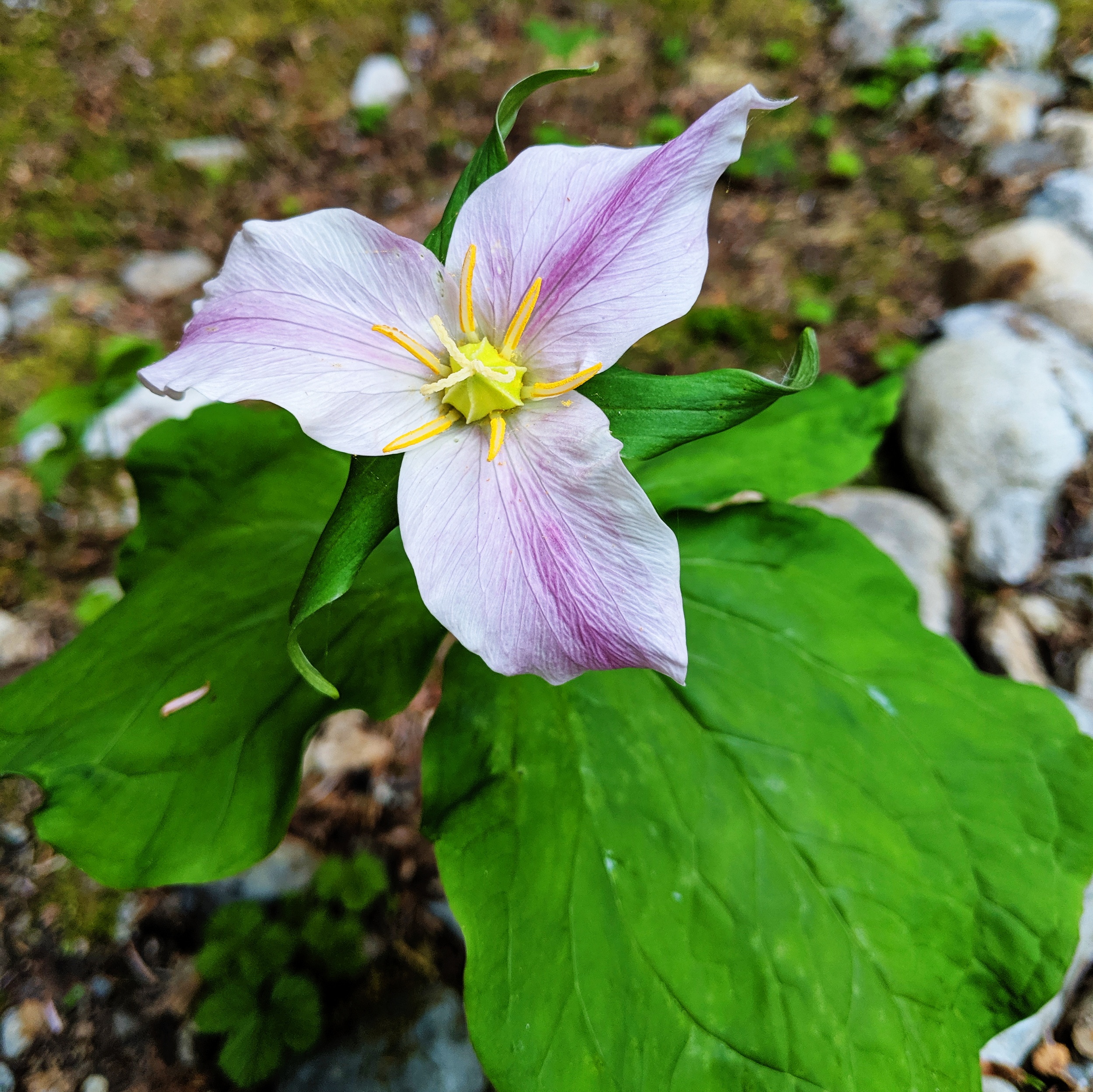 processed_2019-06-11 05.44.09 1.jpg