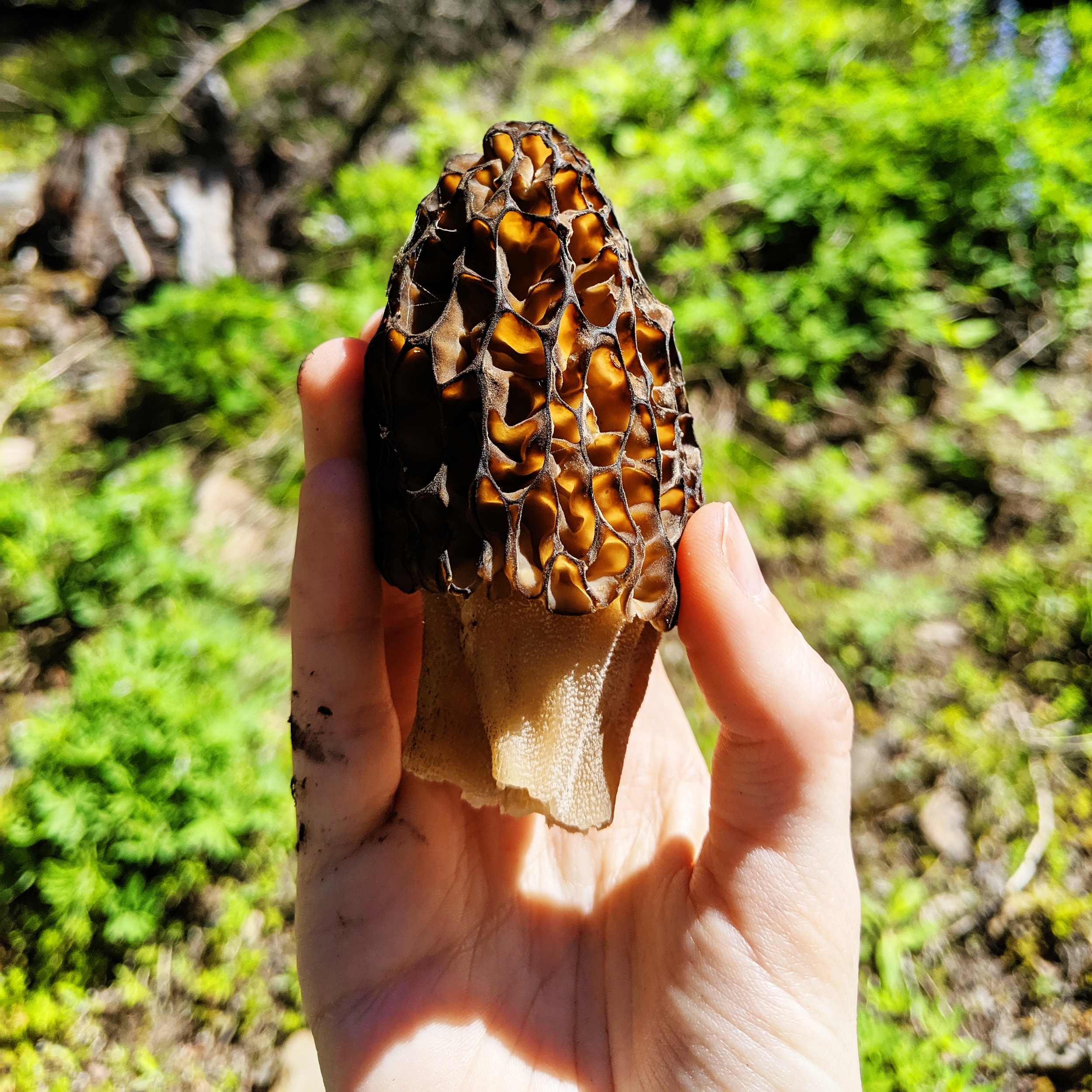 processed_2019-06-11 05.44.01 2.jpg