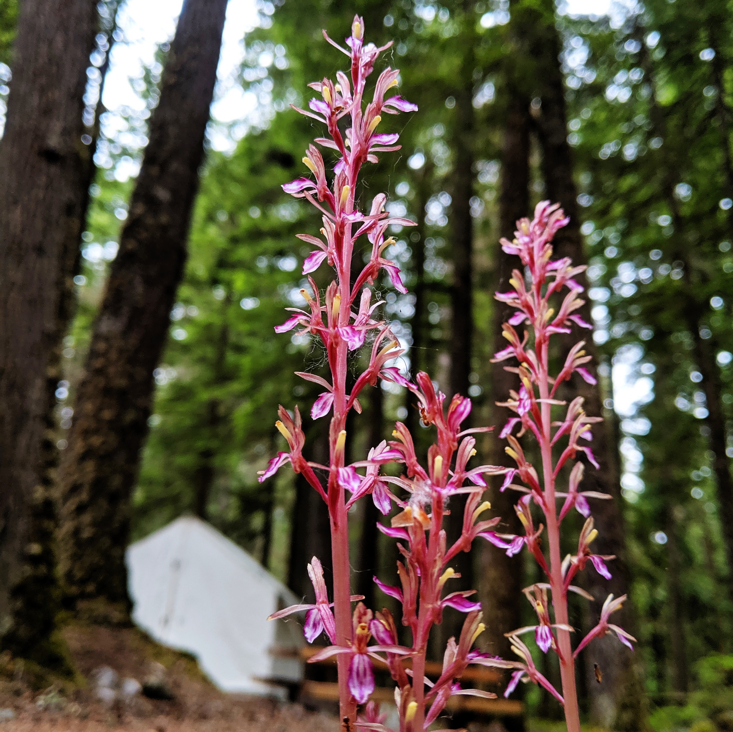processed_2019-06-22 10.43.10 2.jpg