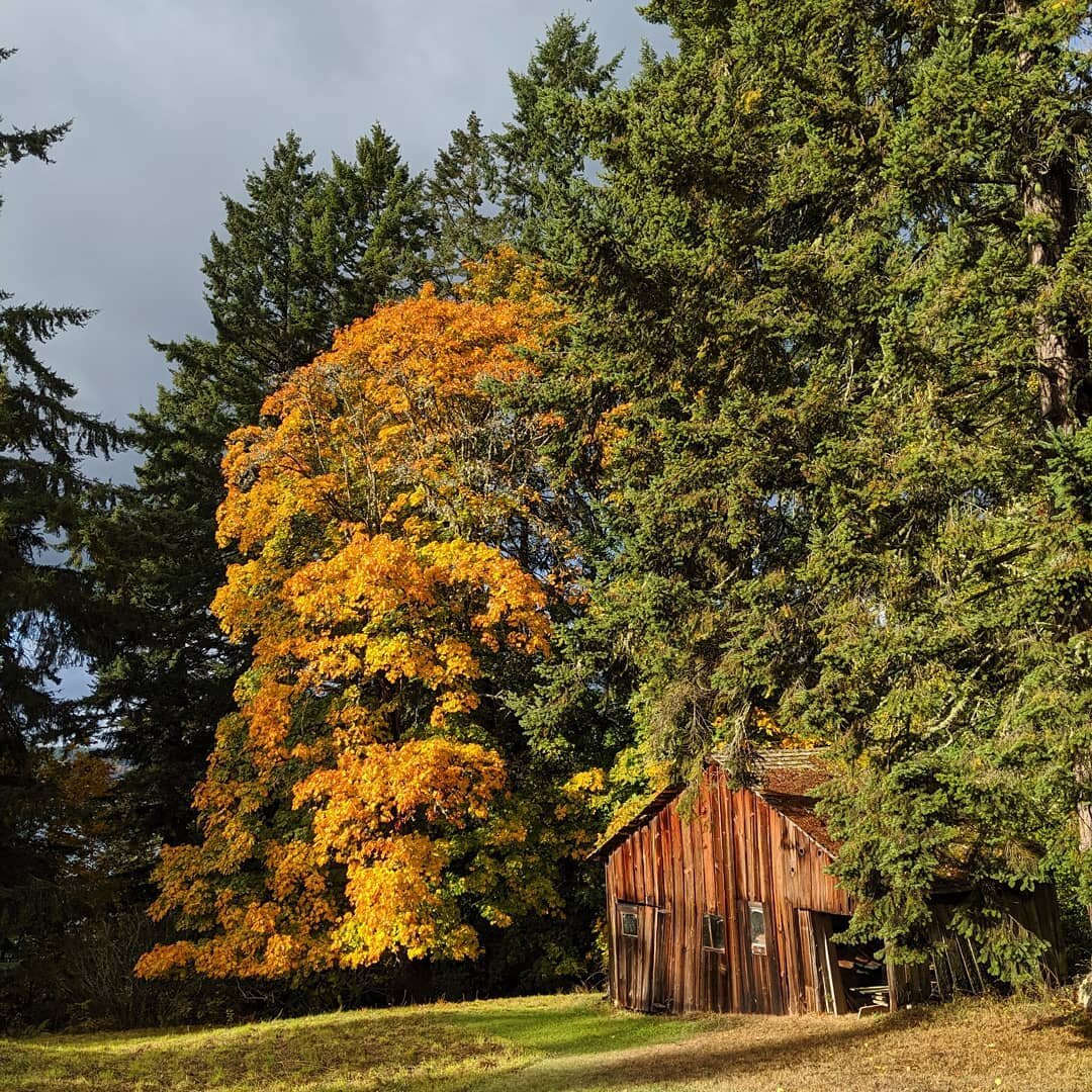 This place ❤️ I photograph this barn every single fall, afraid that each year will be the last it'll still be standing. It's a tough old beauty though!