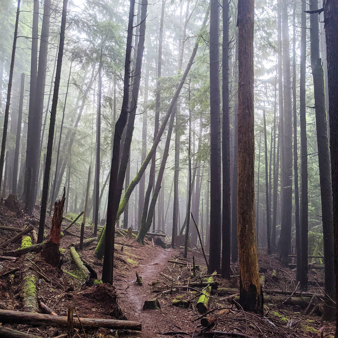 The spooky vibe of the trails around the summit of Squak Mountain speaks to the dark &amp; spooky part of my soul. 🖤 Also, this short (cold, rainy, super hygge) hike with a wonderful friend was exactly what I needed to kick myself out of my 2020 glo