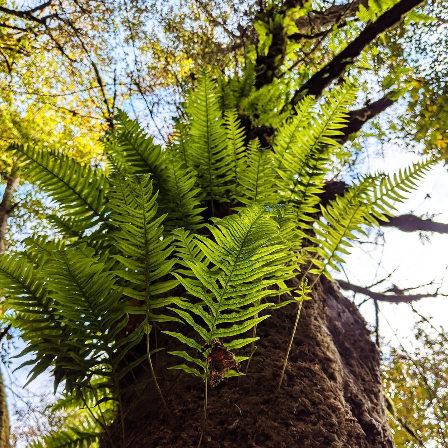 I wonder - are they called licorice ferns because they taste of licorice? Important questions.