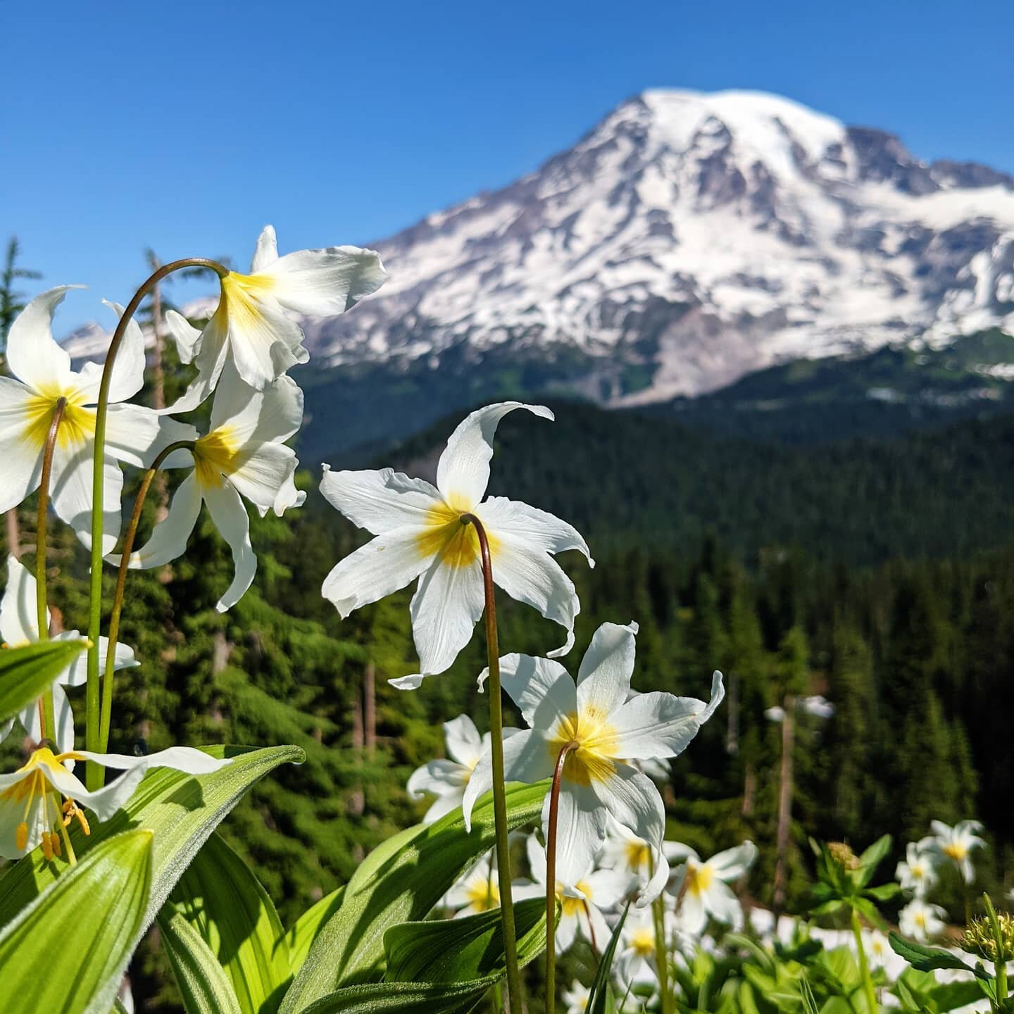 Even the avalanche lilies can't help staring at lovely Lady Tahoma!