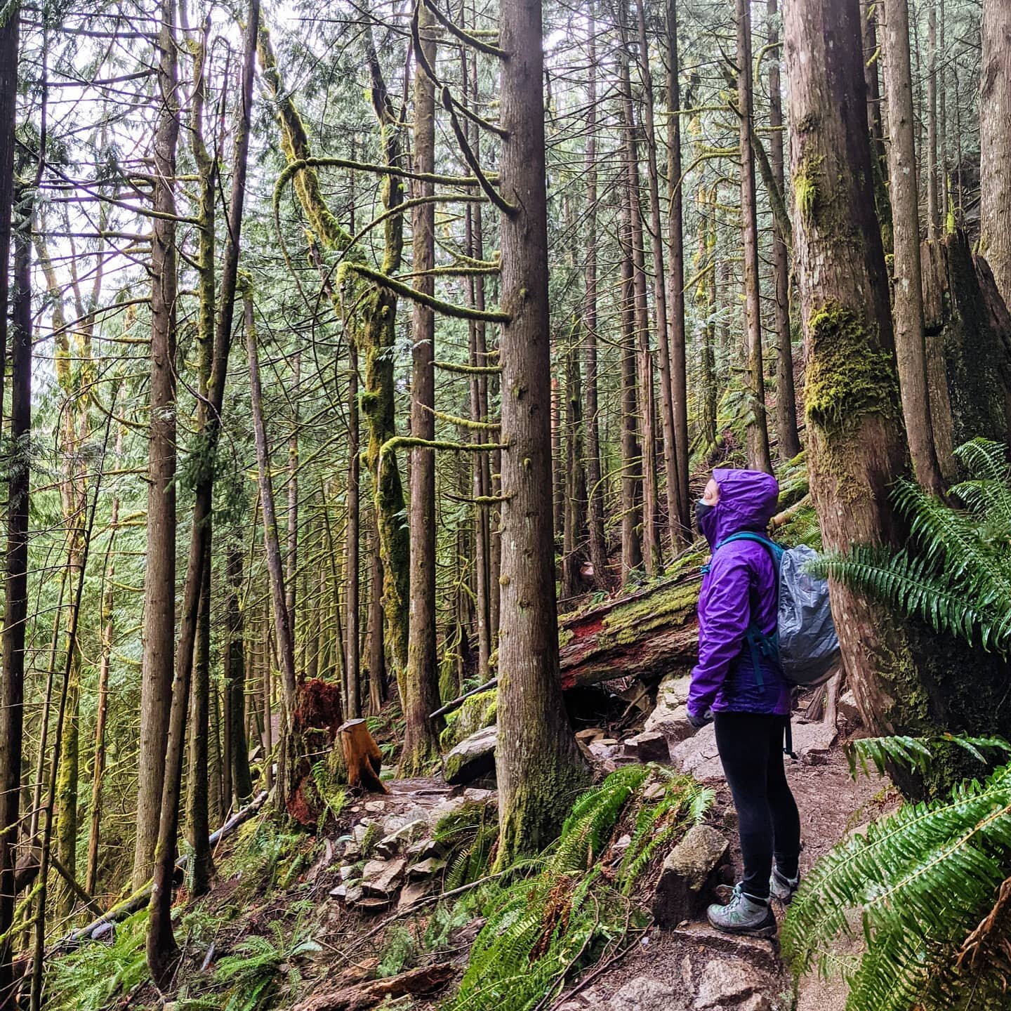 I accidentally wrote a poem on today's #alpinetrailsbookclub hike. Trees, moss stumps, ferns, rocks, muck, and rain, rain, rain.

It was a soggy one, but lovely nonetheless.