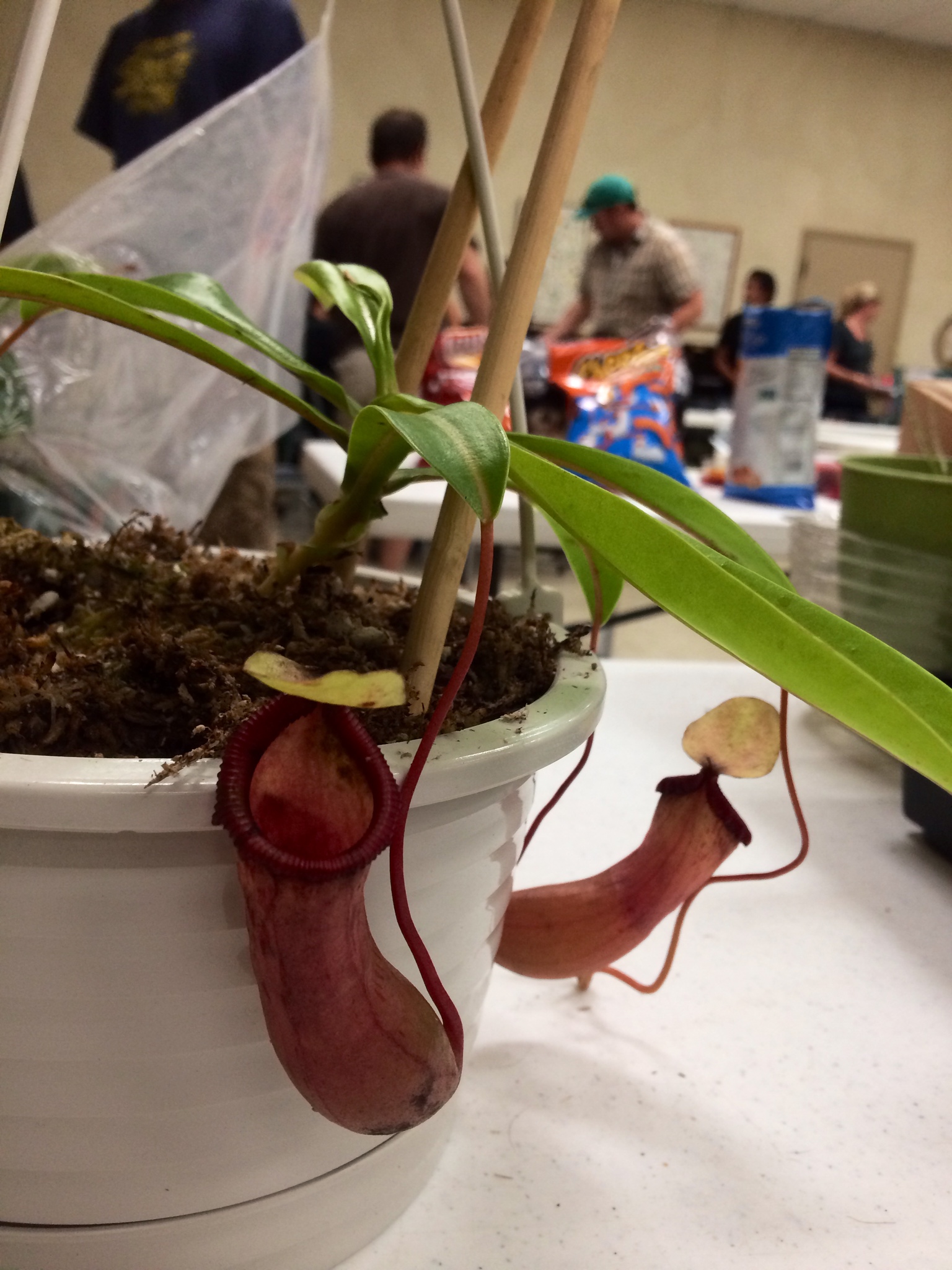 Taelor's Nepenthes.