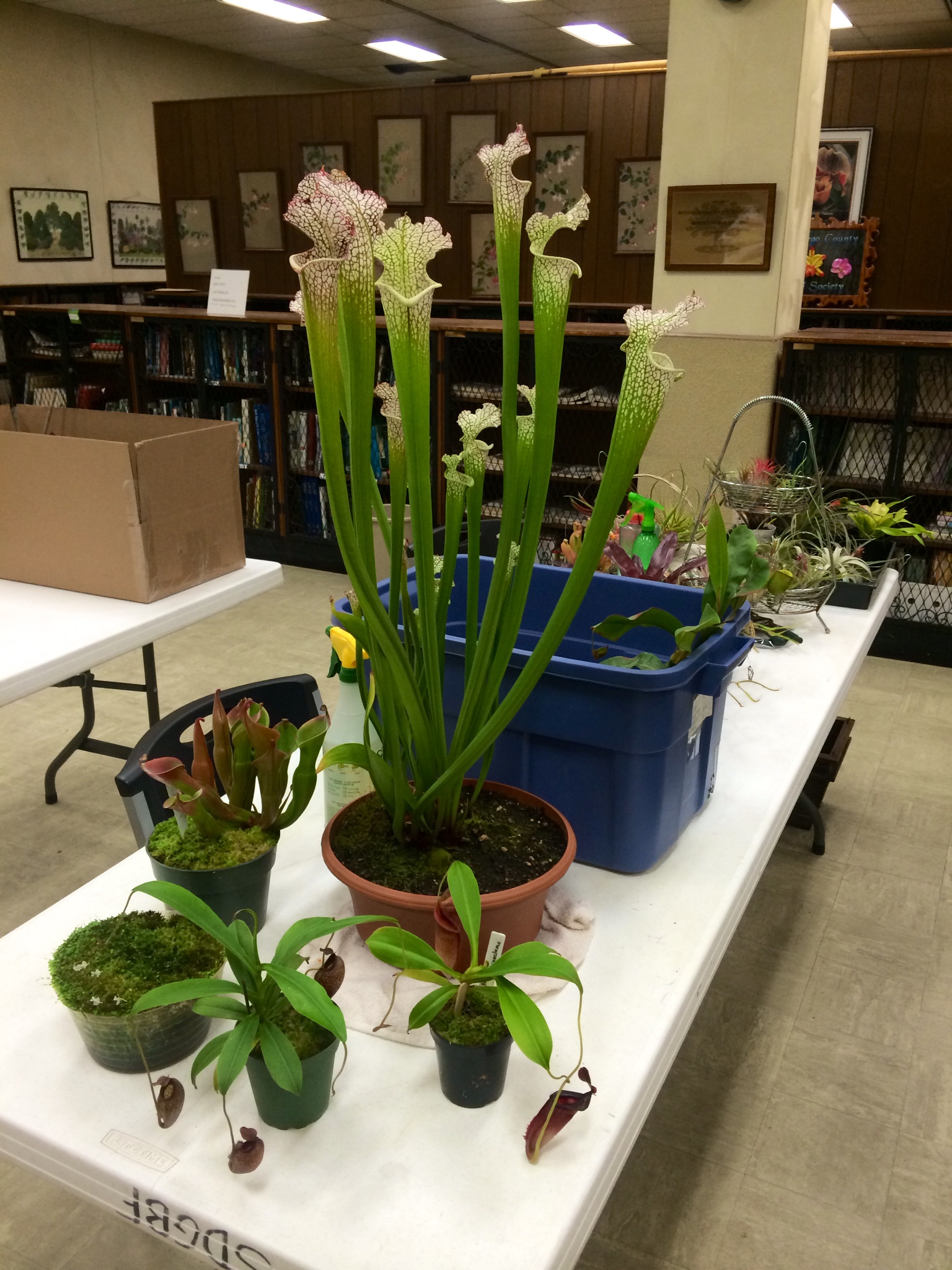 Plants from Trevor, Josh and Corey.