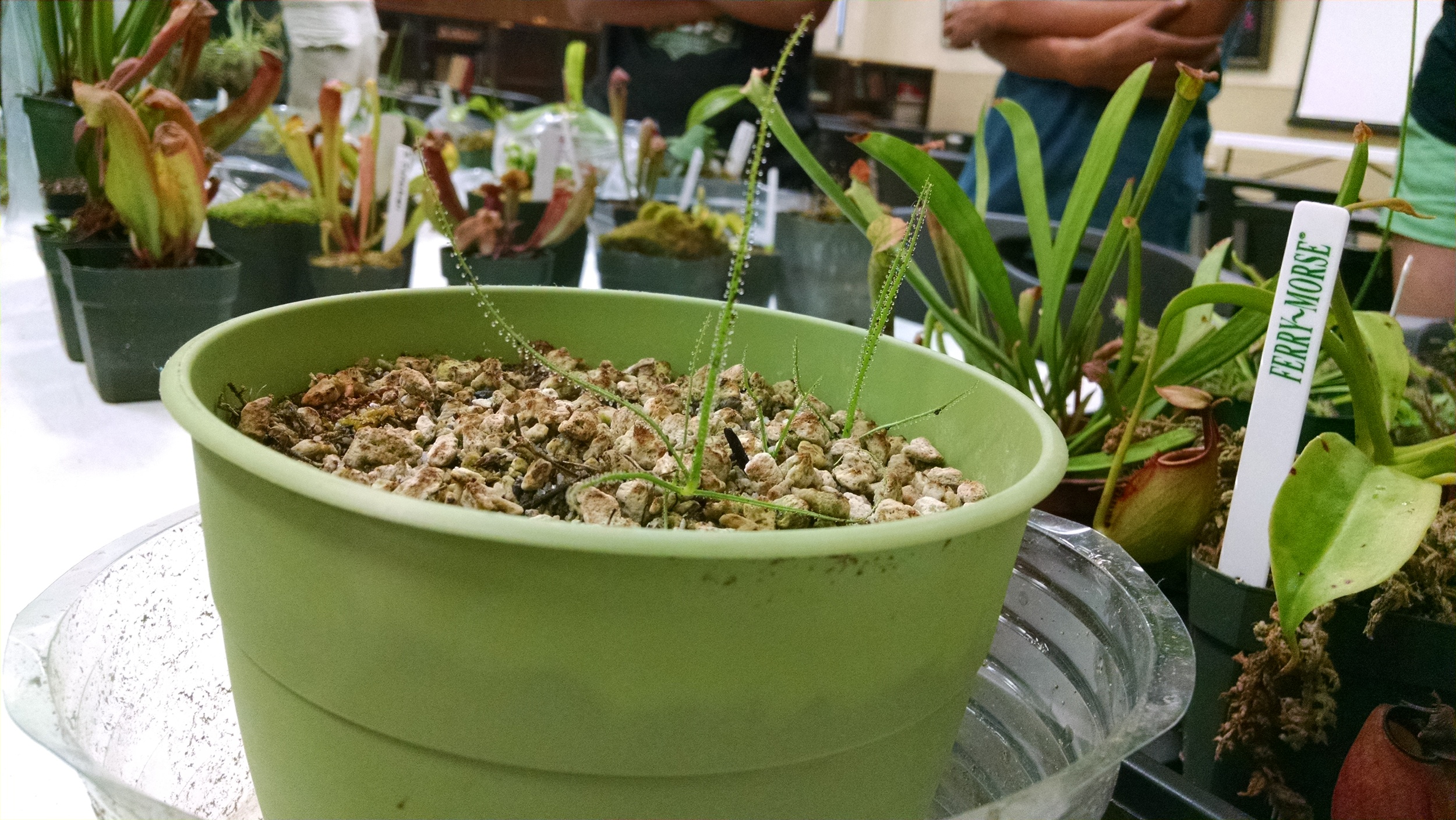 Adrian's Drosophyllum lusitanicum that was started from the seed given by SD Zoo's Judy Bell at the July 2015 meeting!