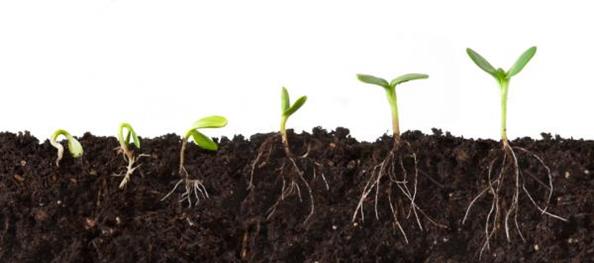 seedsprouting