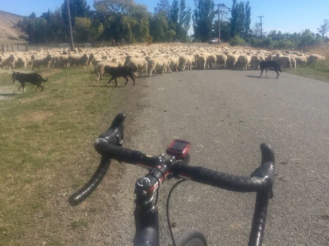 You know you're in NZ when...